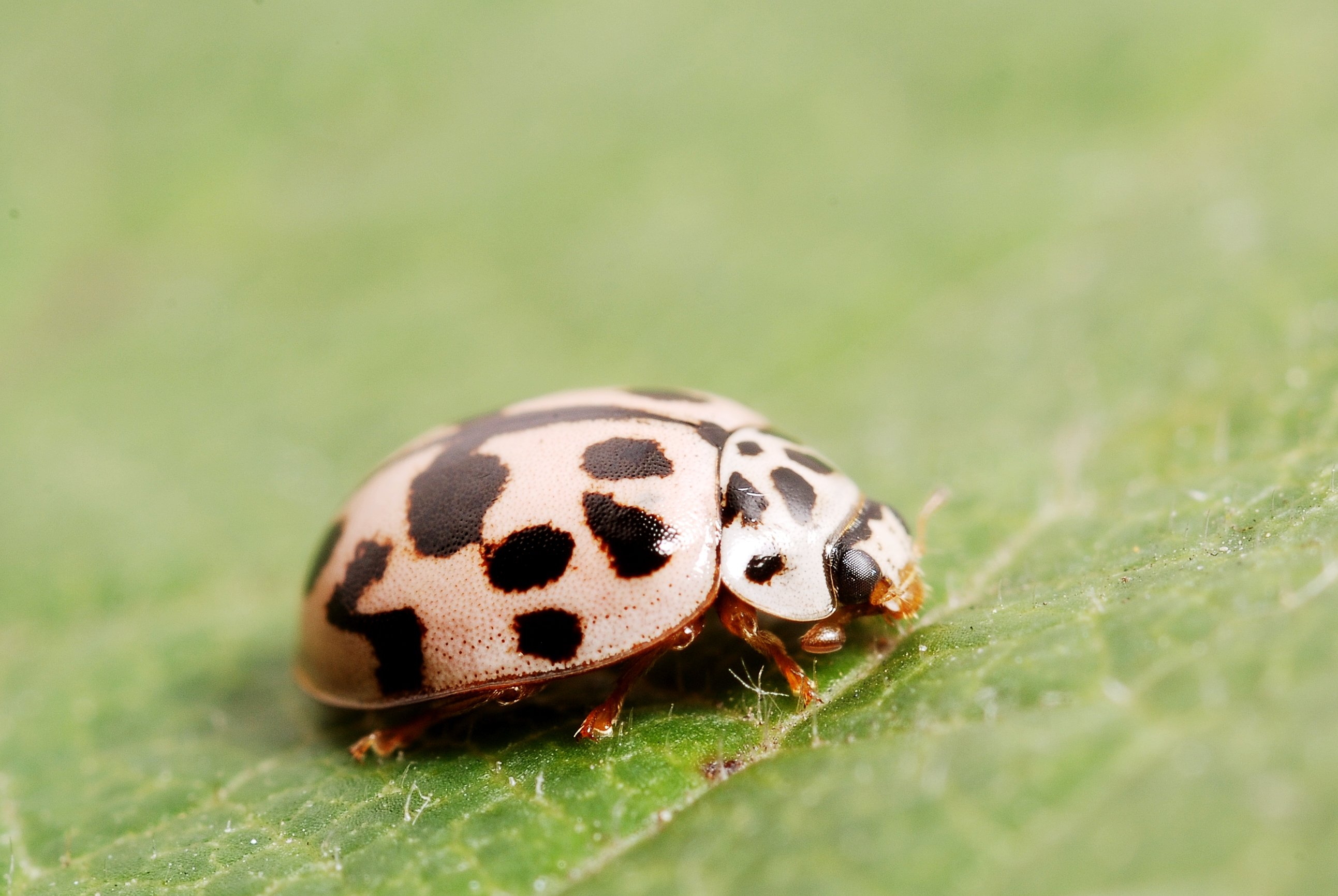 Oenopia conglobata (4483144226)