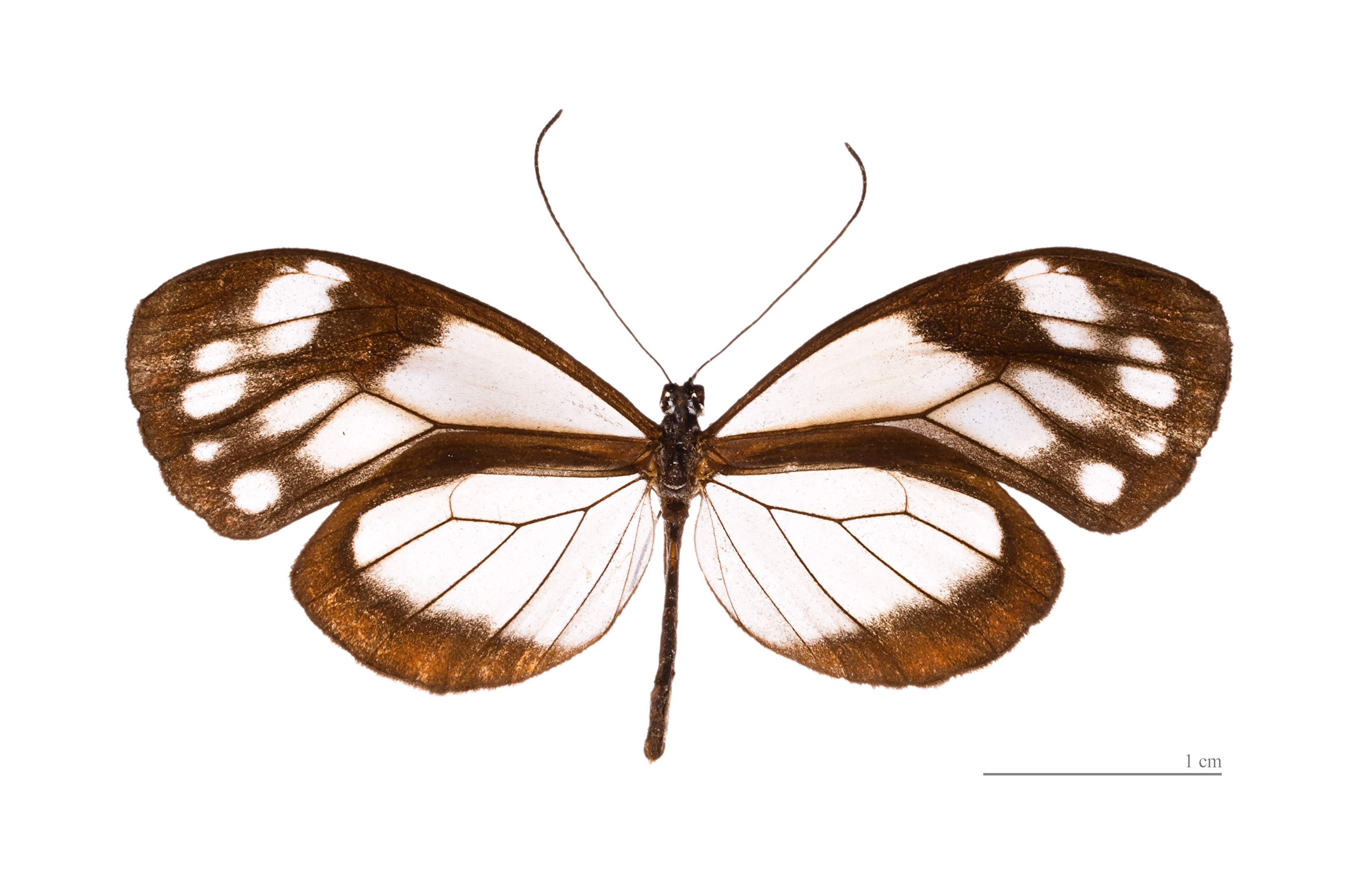 Oleria ilerdina hermieri MHNT dos