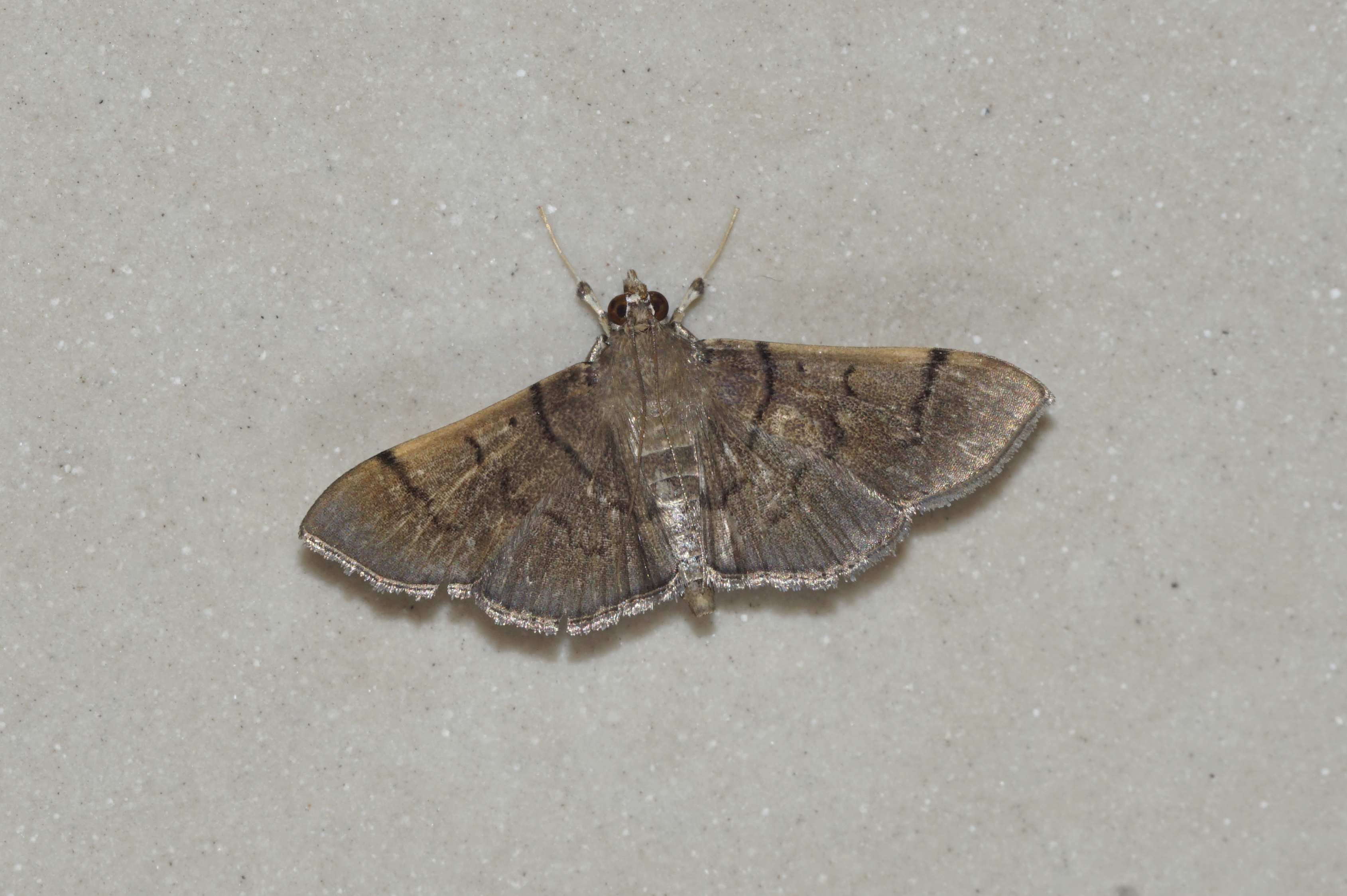 Omiodes Sp 9062