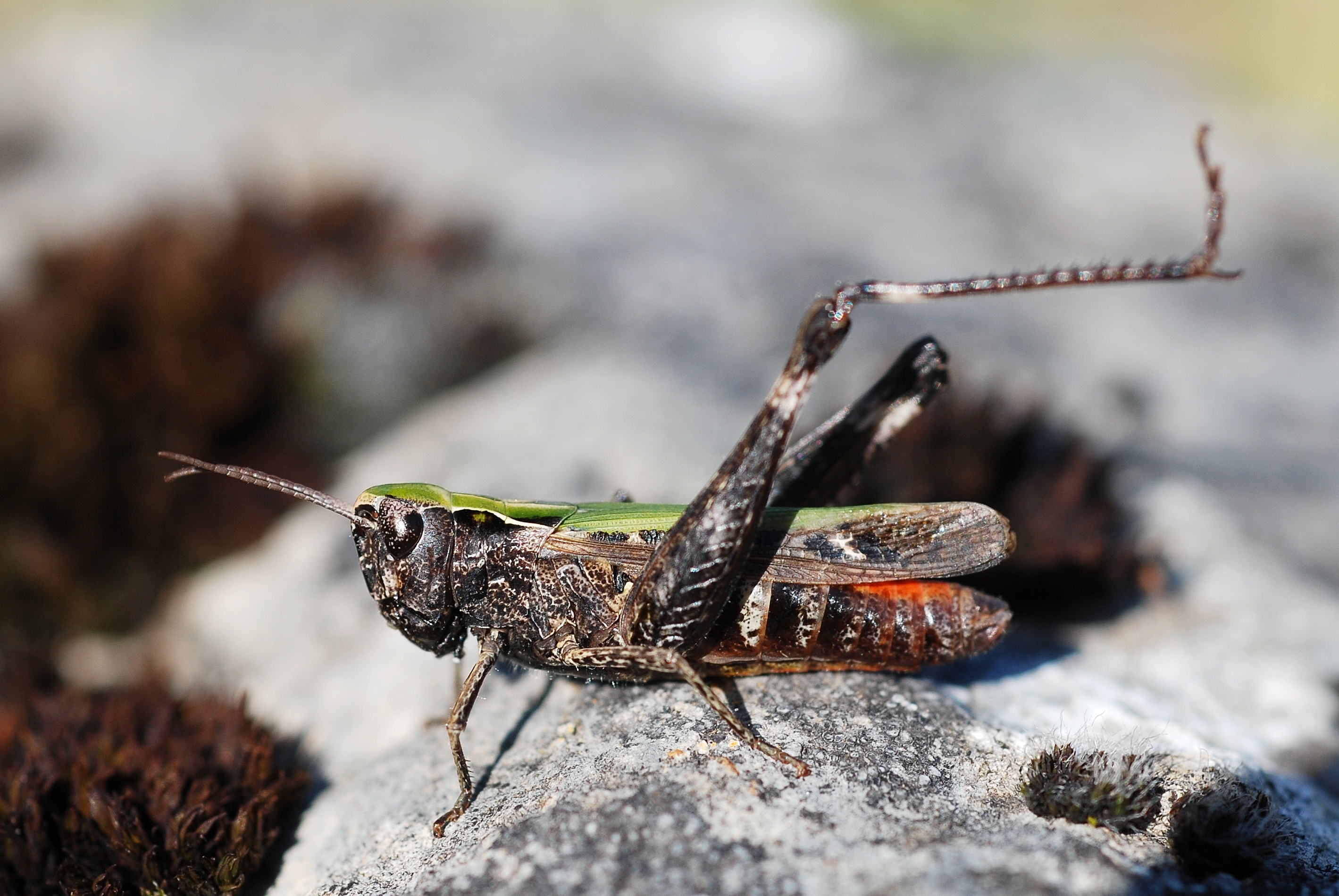 Omocestus rufipes female (3829664059)
