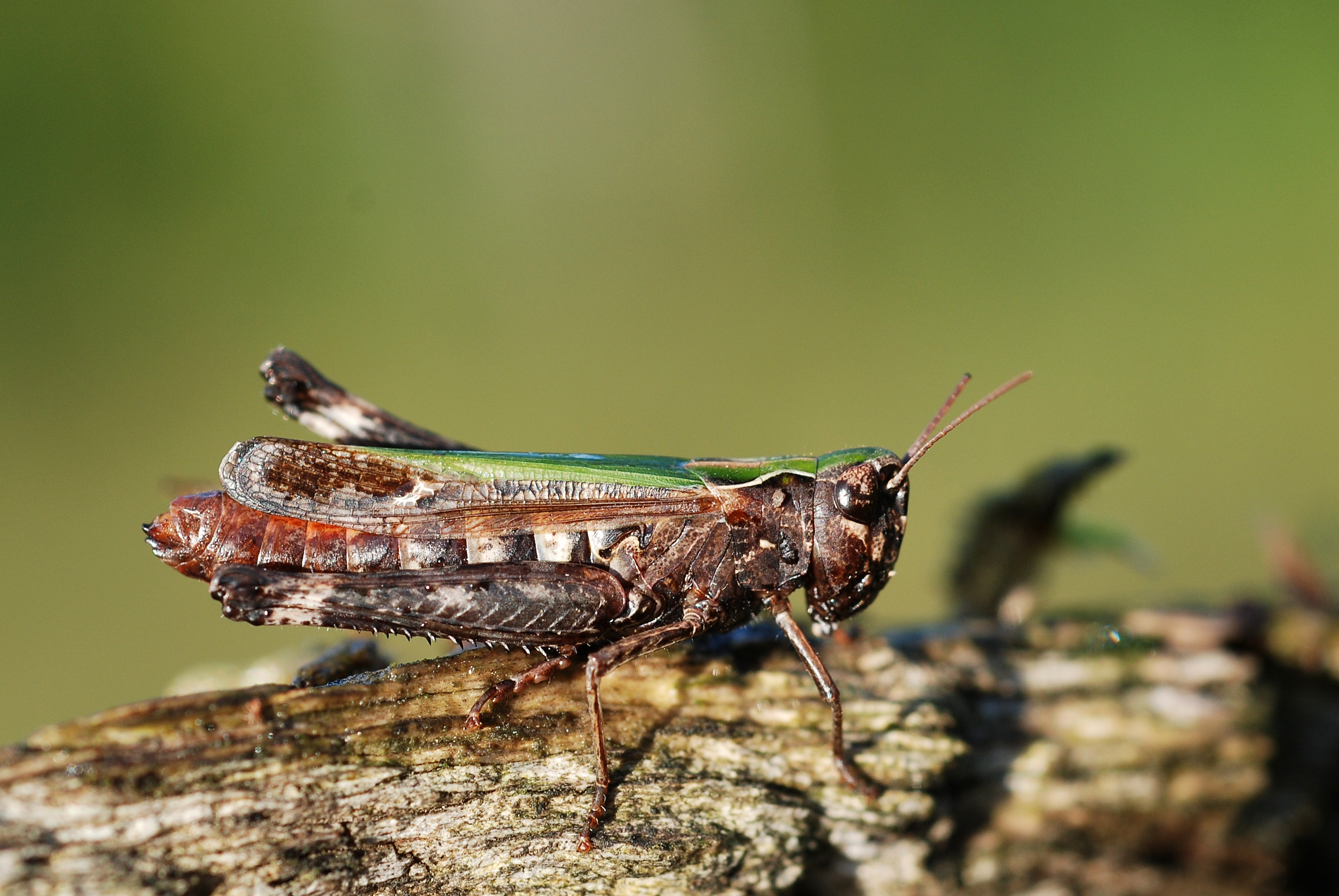 Omocestus rufipes female (5031319722)