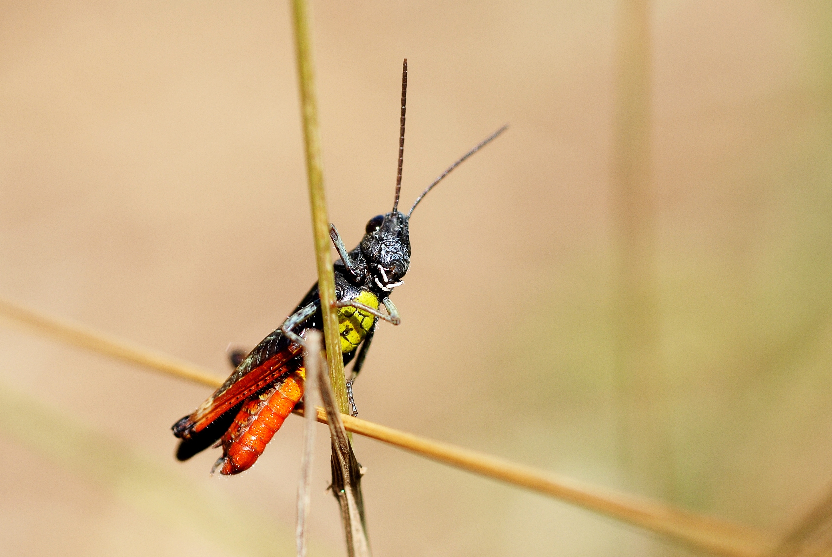 Omocestus rufipes male (3830930256)