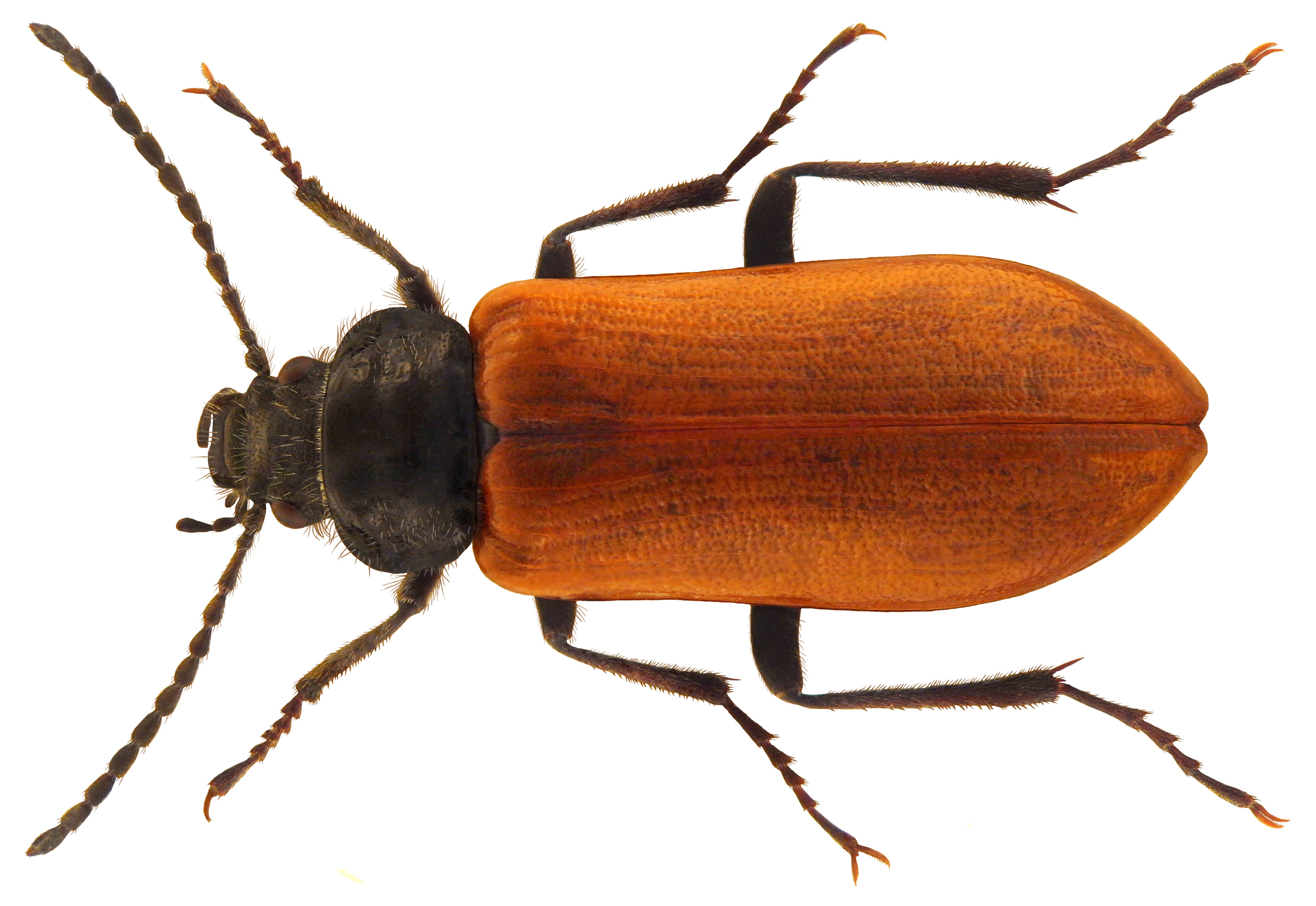 Omophlus lepturoides (Fabricius, 1787) (5277922326)
