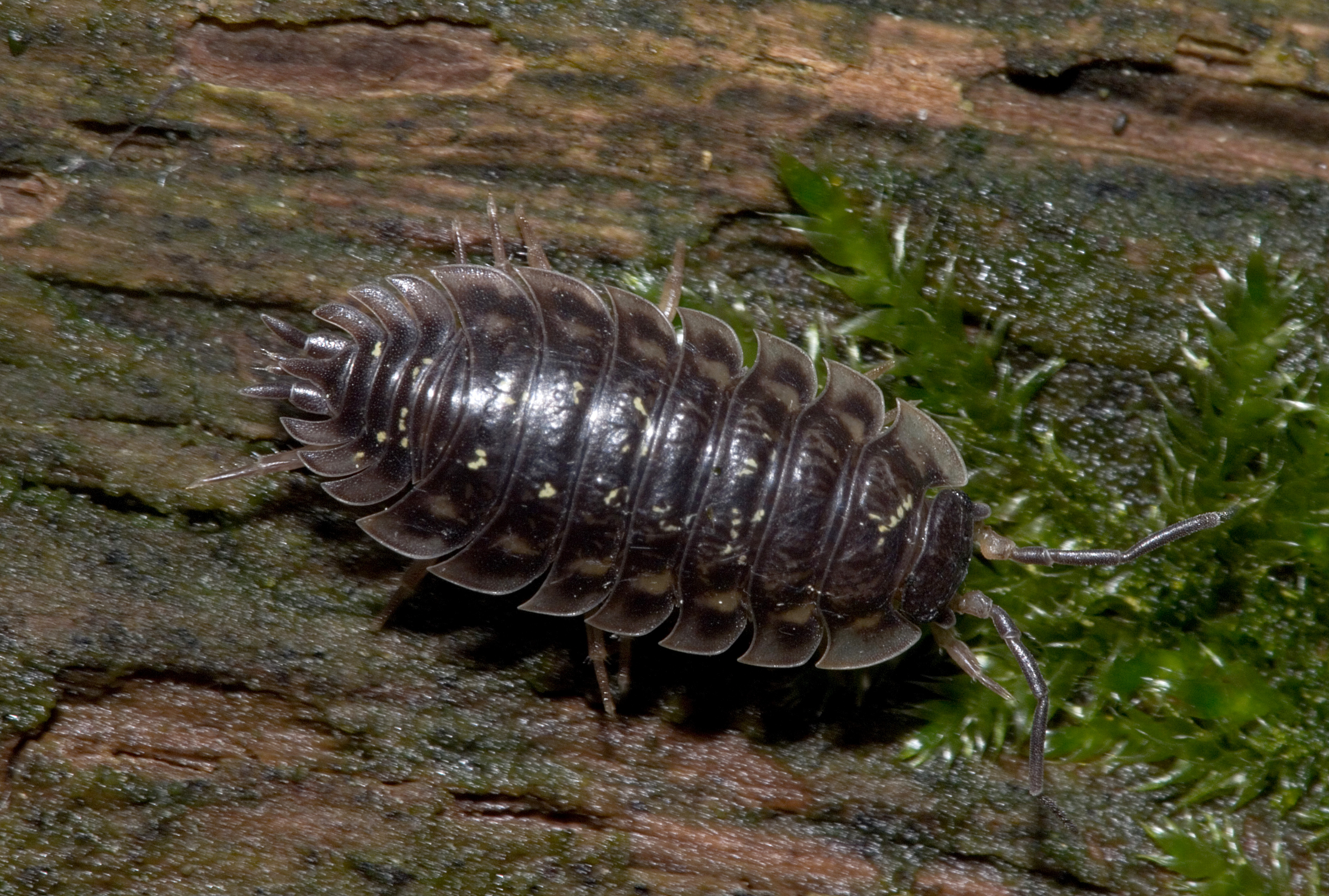 Oniscus asellus Furlbachtal01