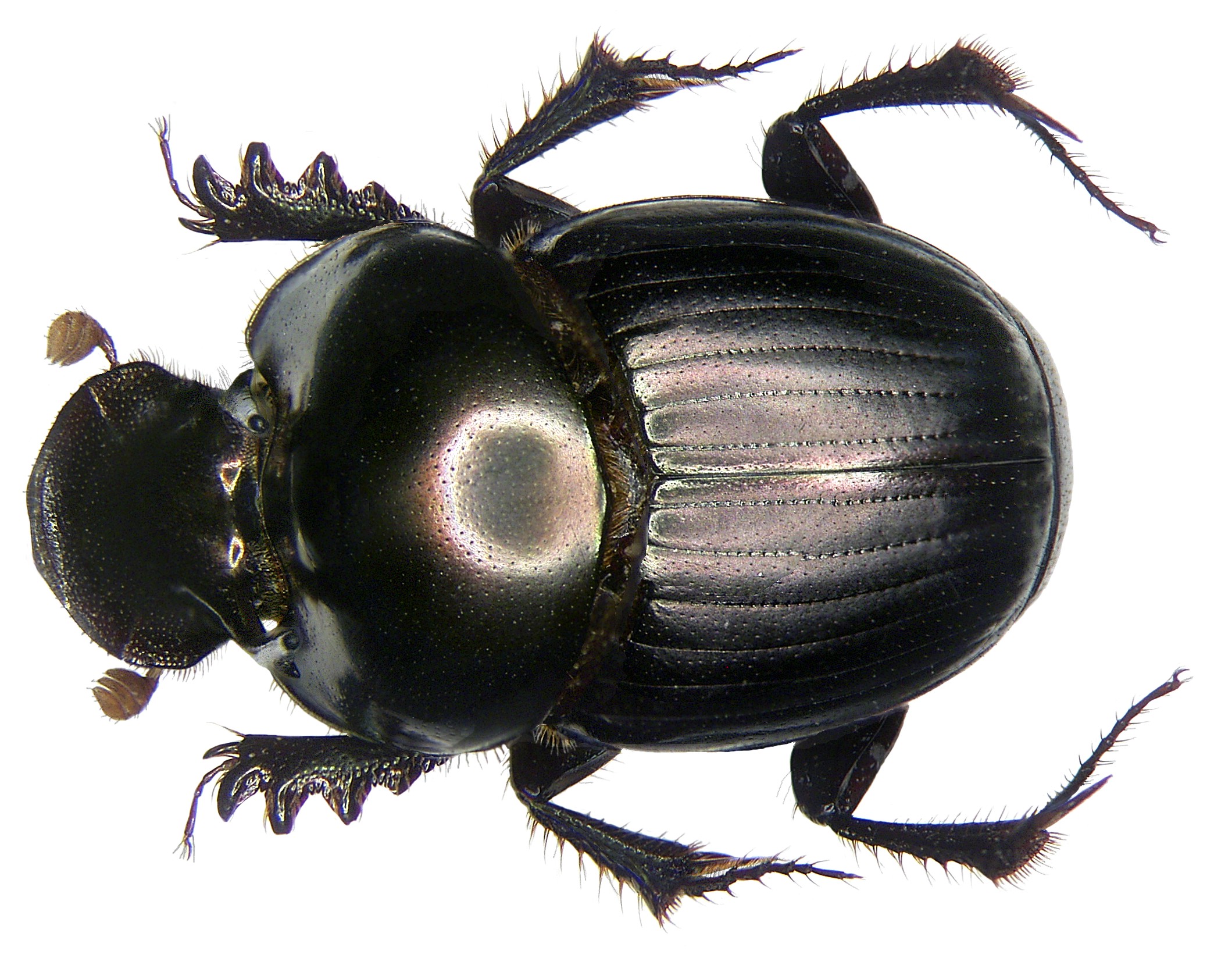 Onthophagus dama Fabricius, 1798 male (3112530159)