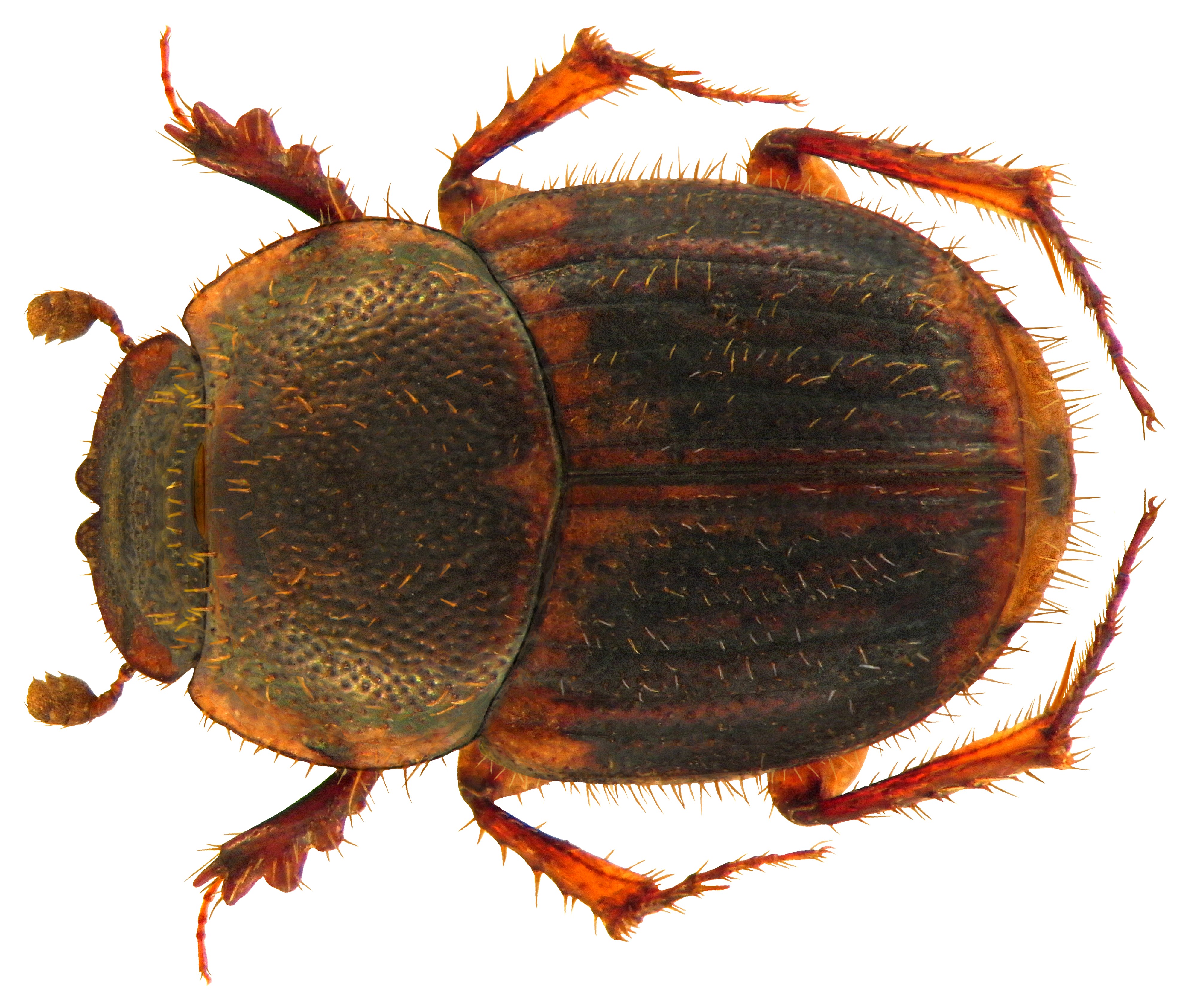Onthophagus fuscostriatus Boucomont, 1914 (5022480927)
