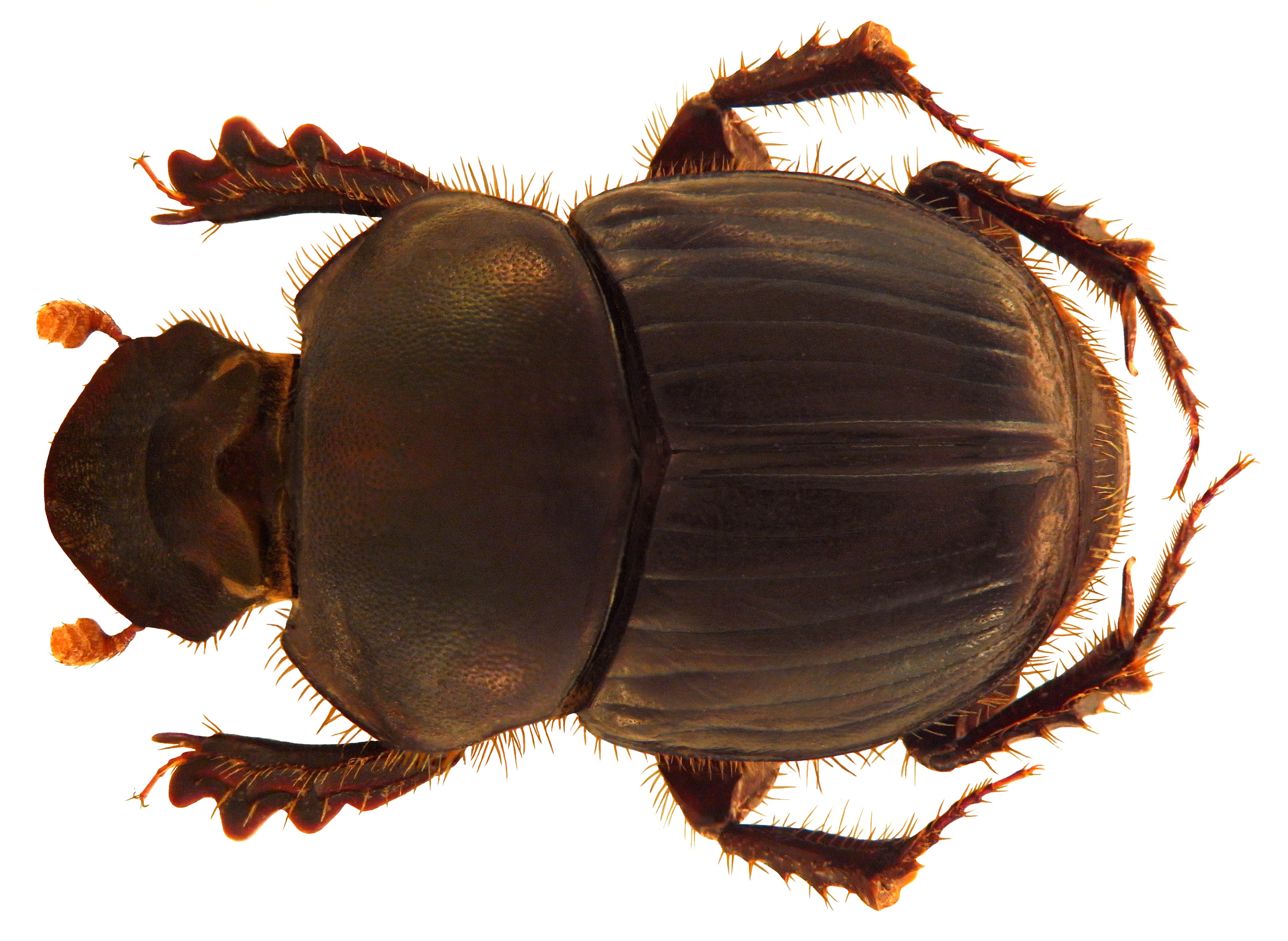 Onthophagus ribbei Boucomont, 1914 female (5023092052)