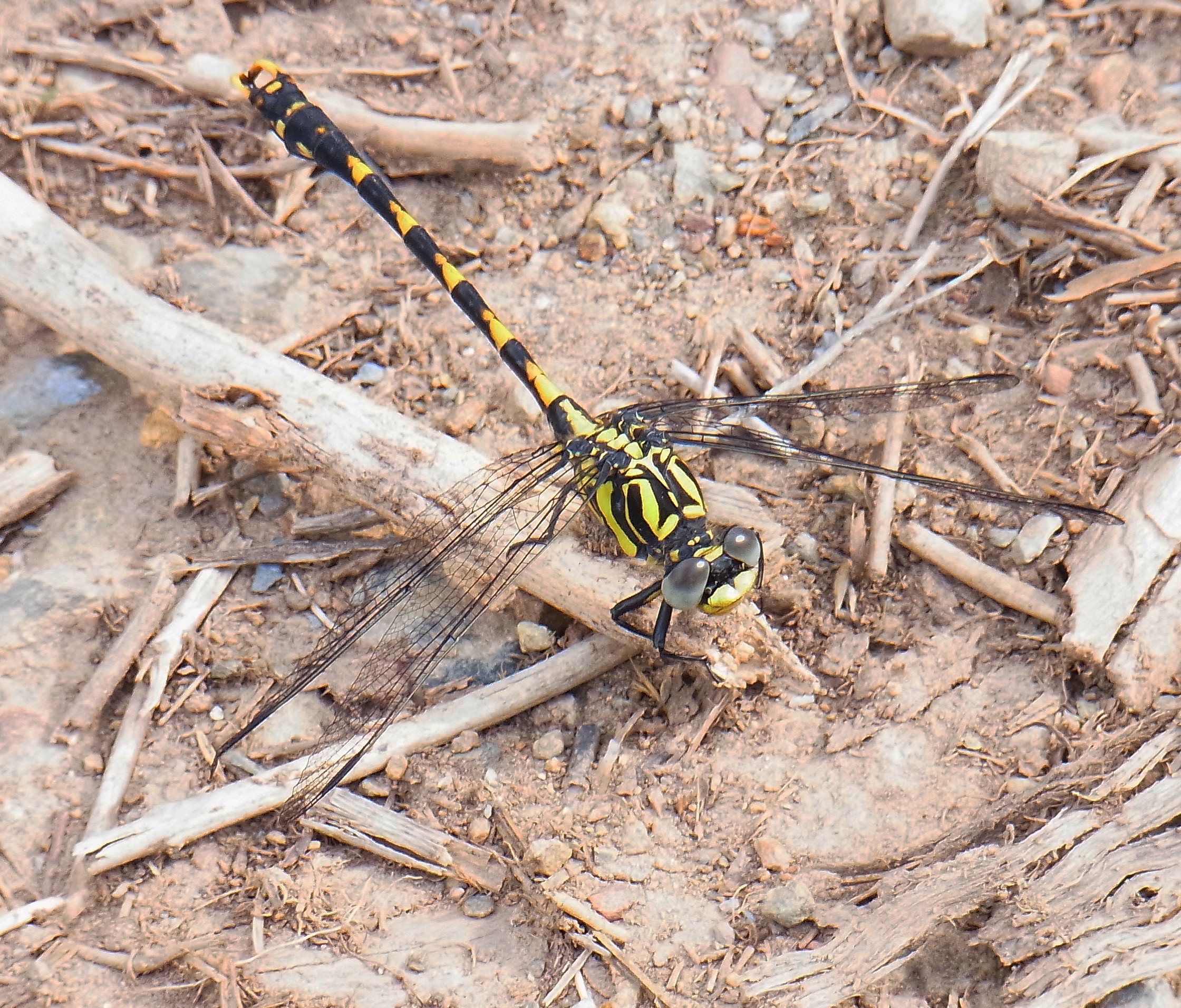 Onychogomphus uncatus front