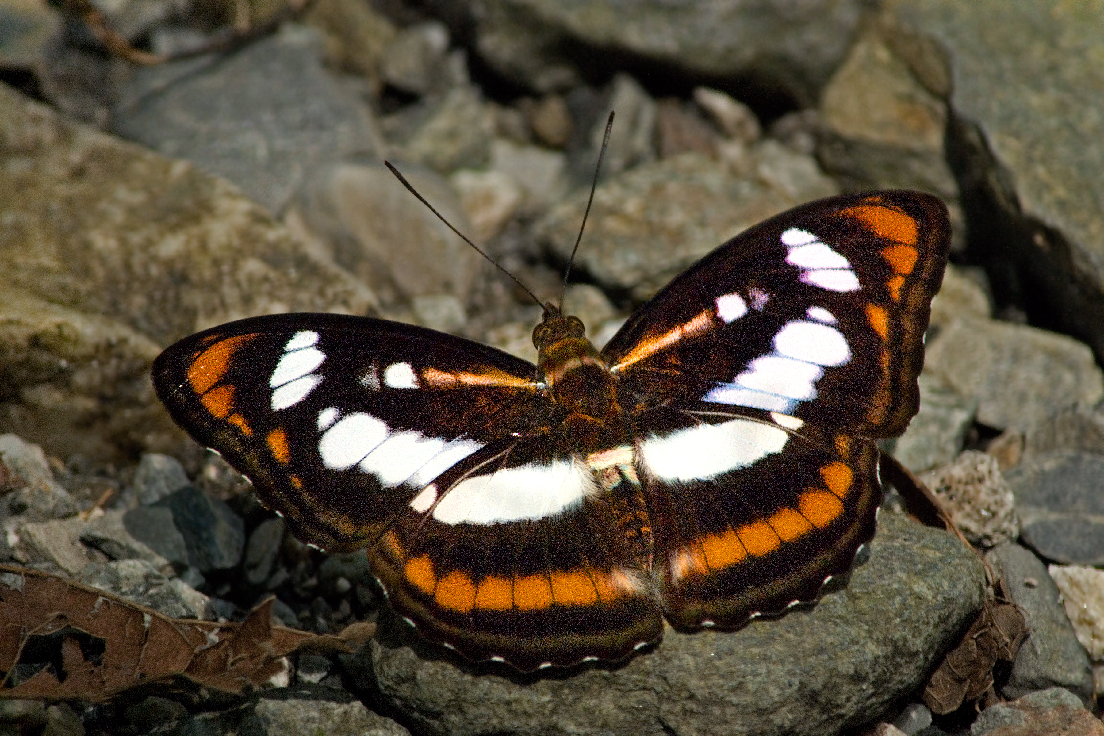 Open wing position of Athyma inara Westwood, 1850 – Colour Sergeant WLB DSC 0461