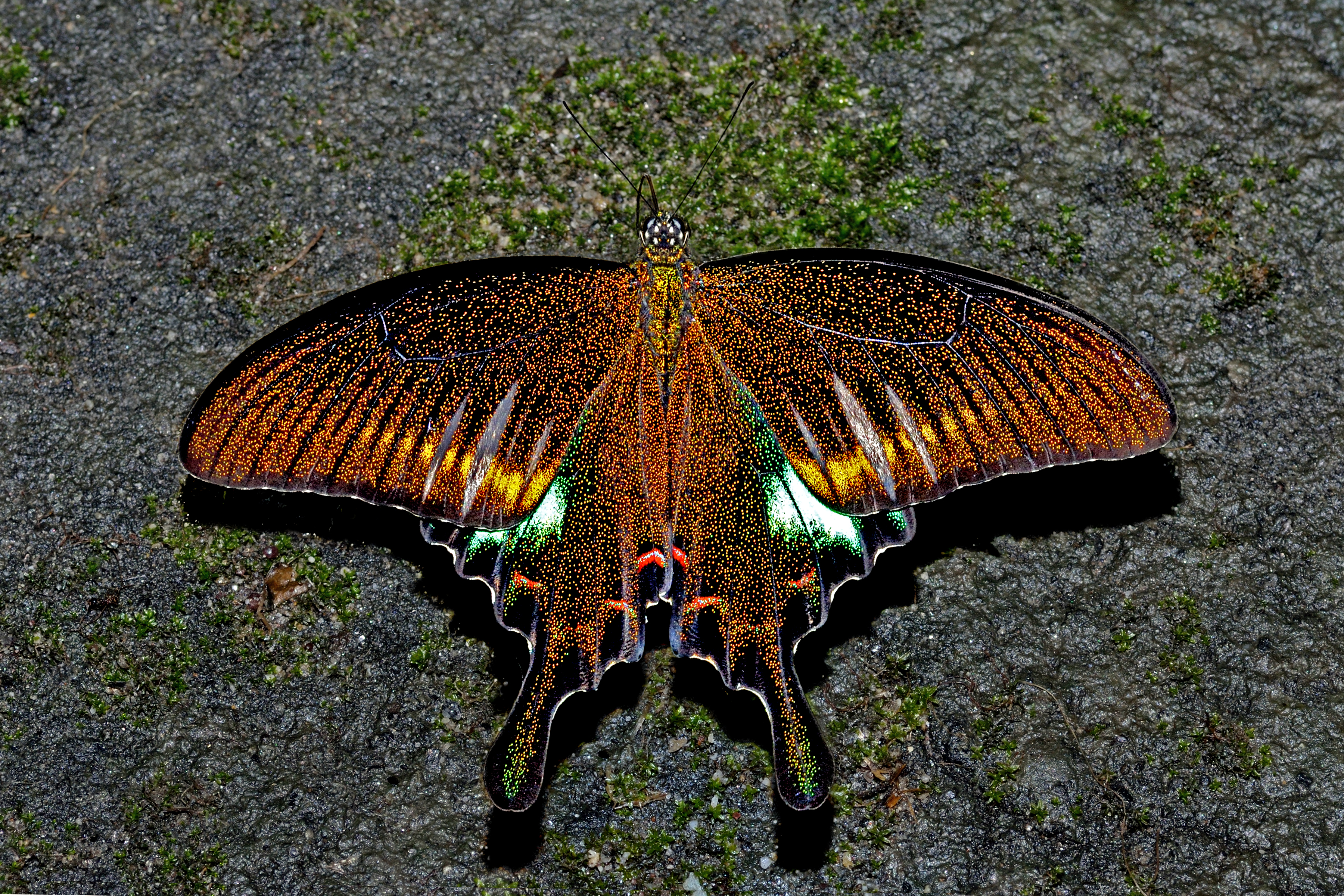 Open wing position of Papilio bianor Cramer, 1777 – Common Peacock WLB DSC 4064