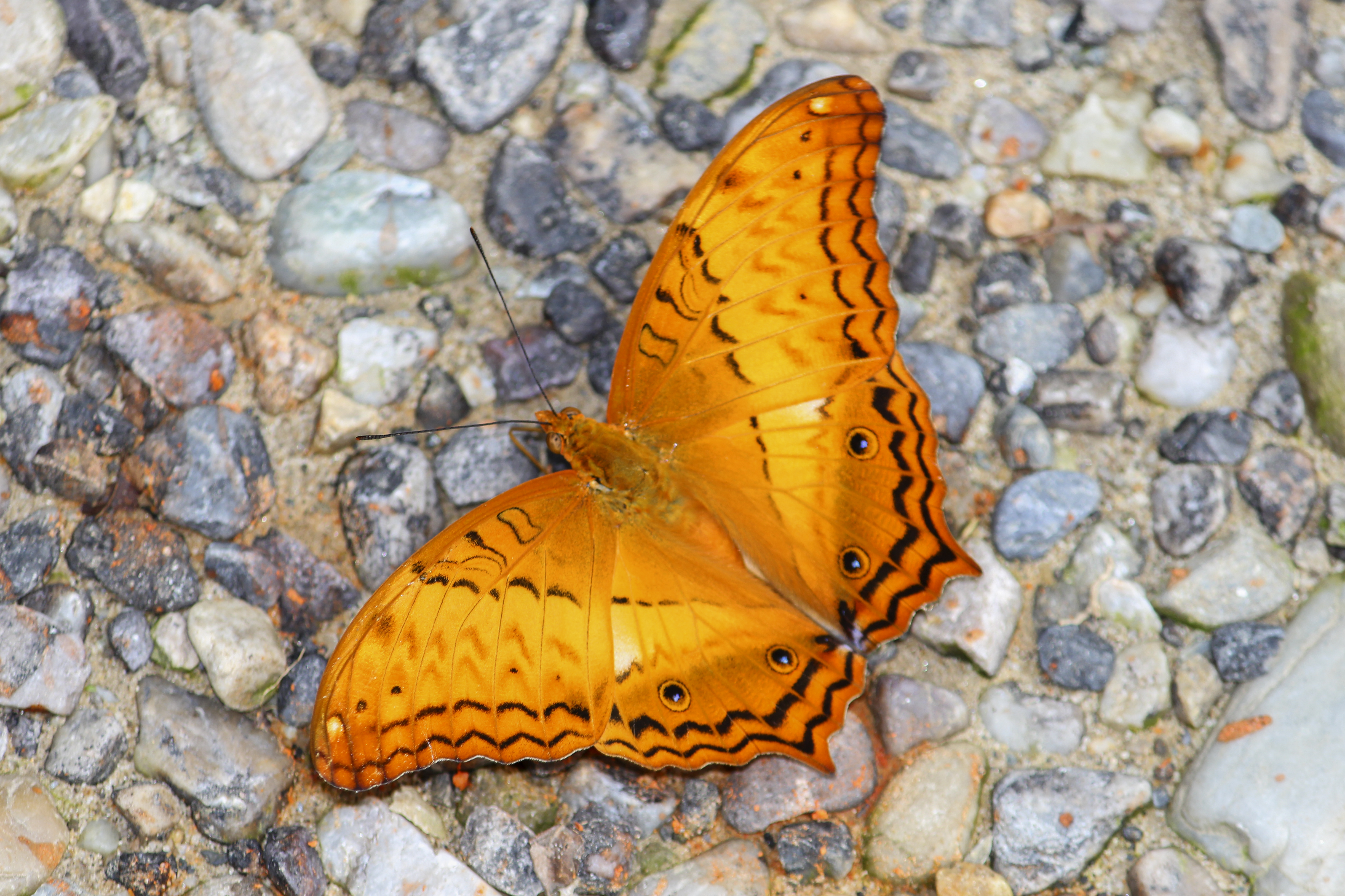Open wing position of Vindula erota Fabricius, 1793 Cruiser A