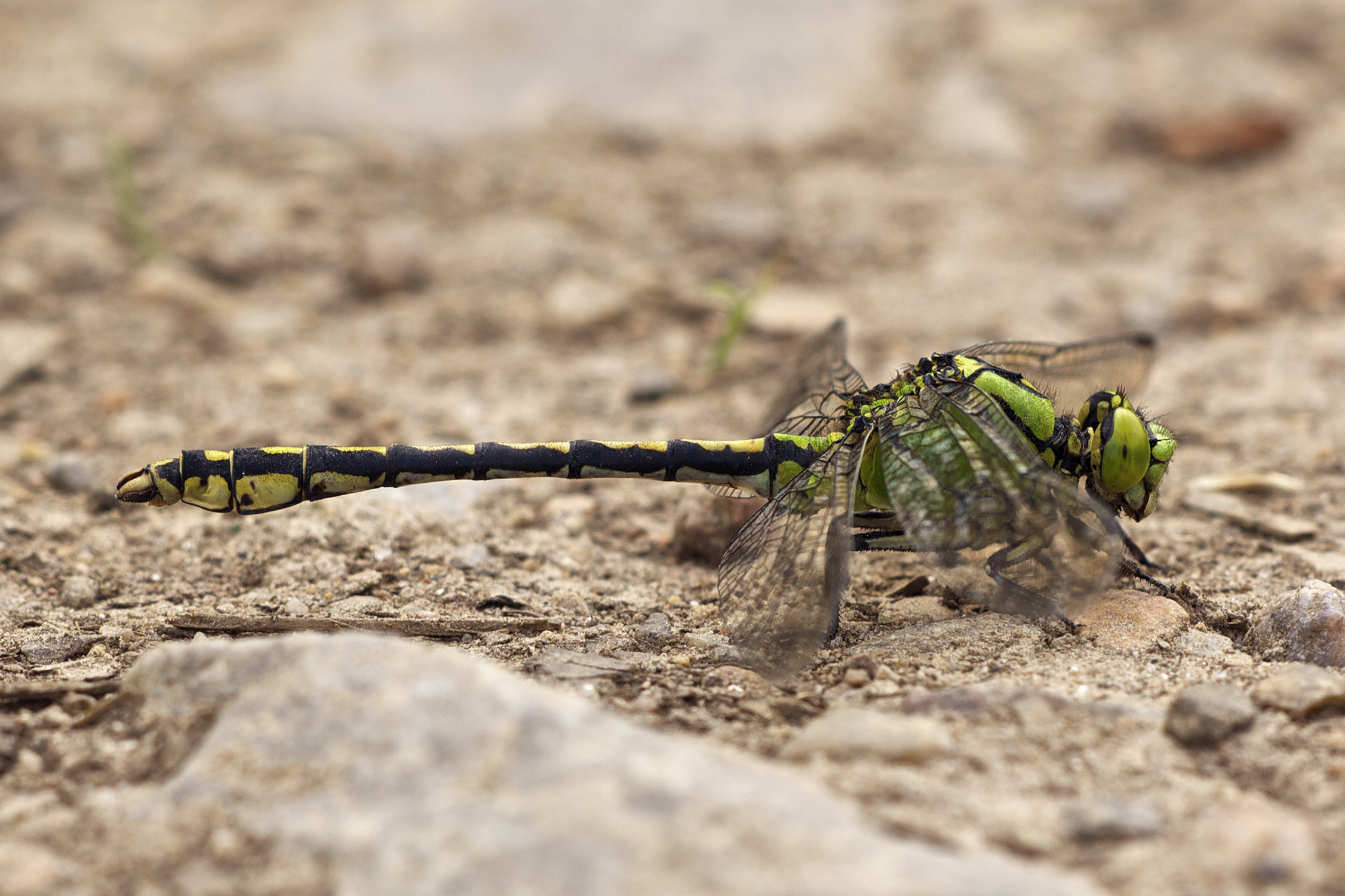 Ophiogomphus cecilia LC0313