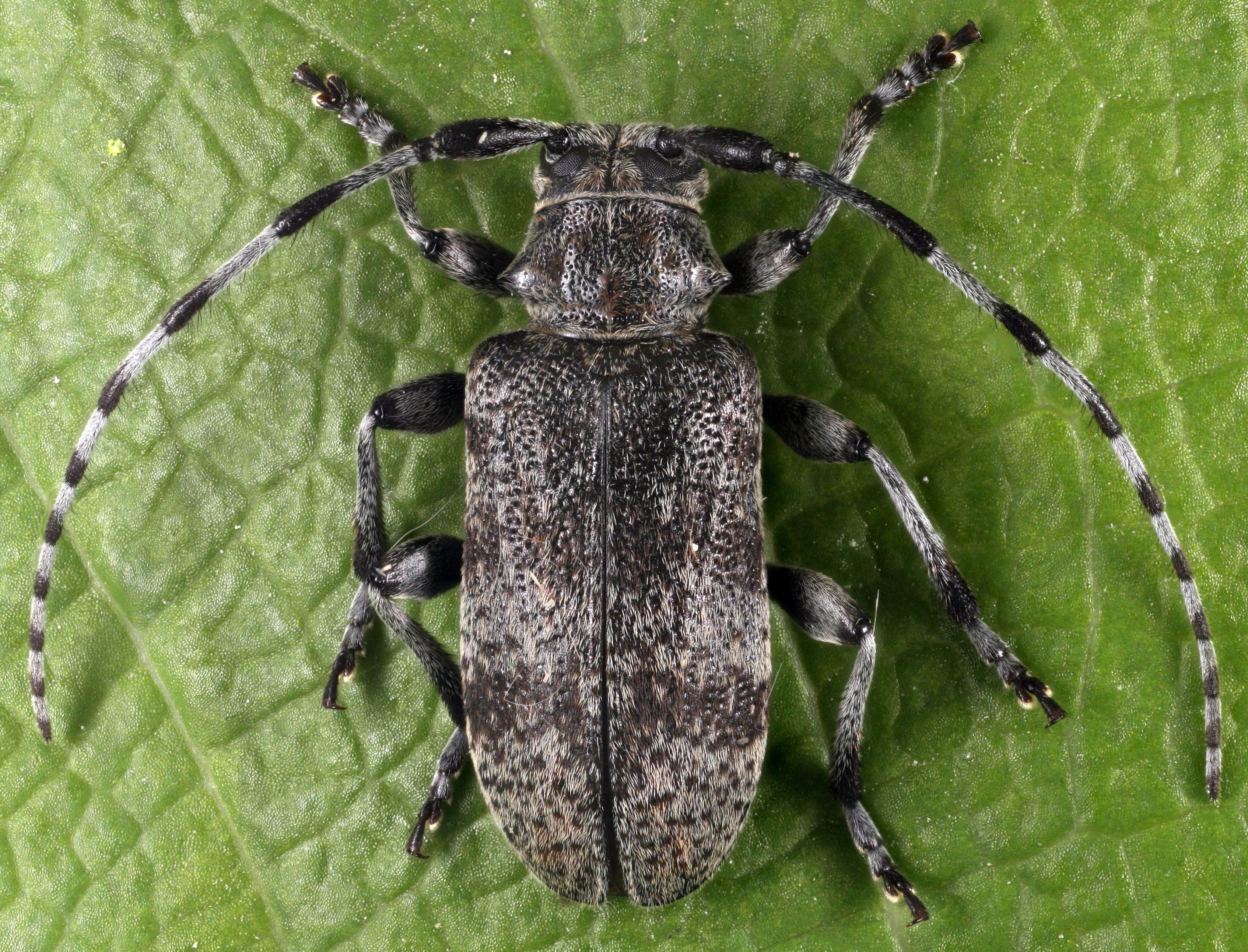 Oplosia cinerea-mo