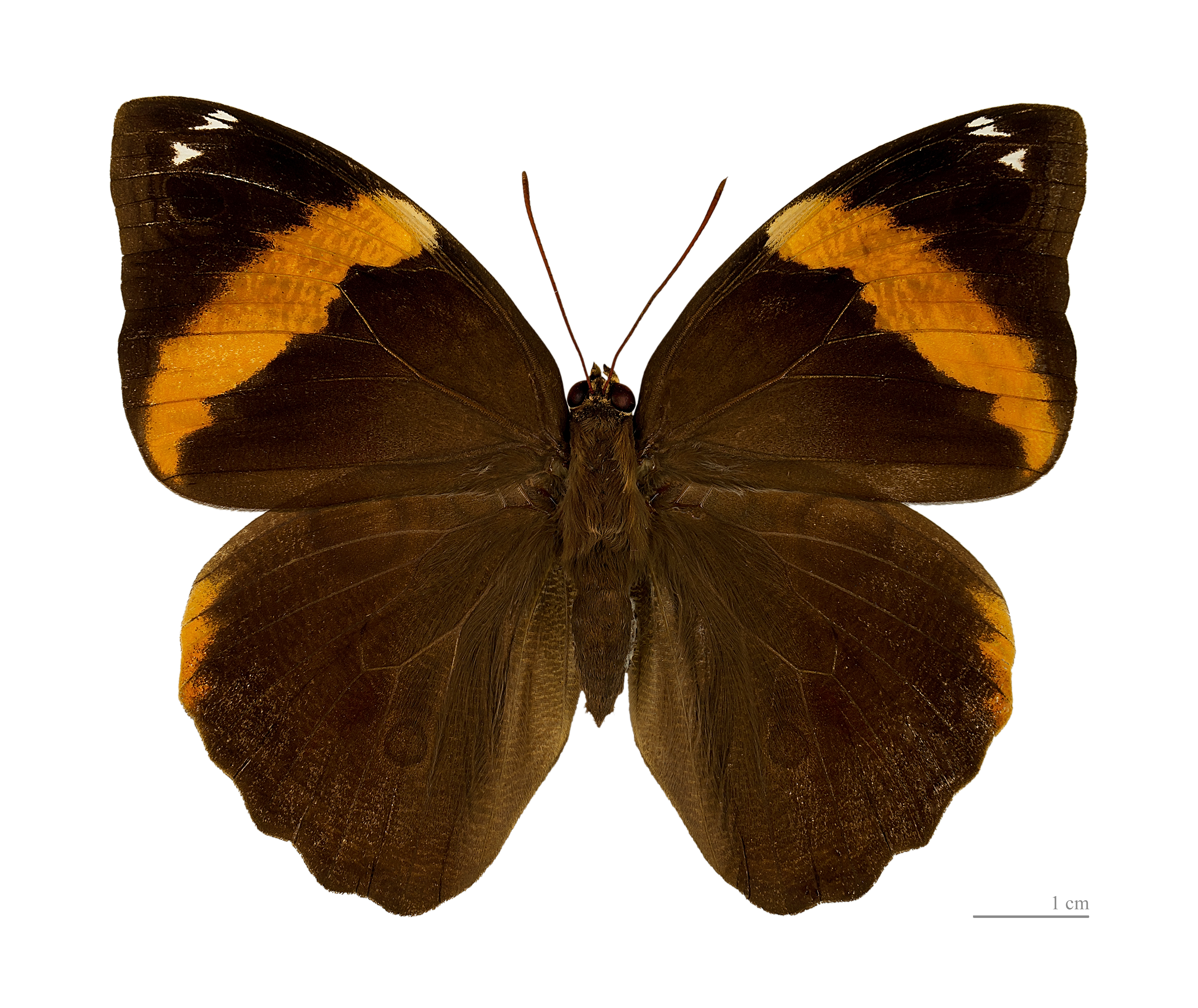Opsiphanes cassiae MHNT dos