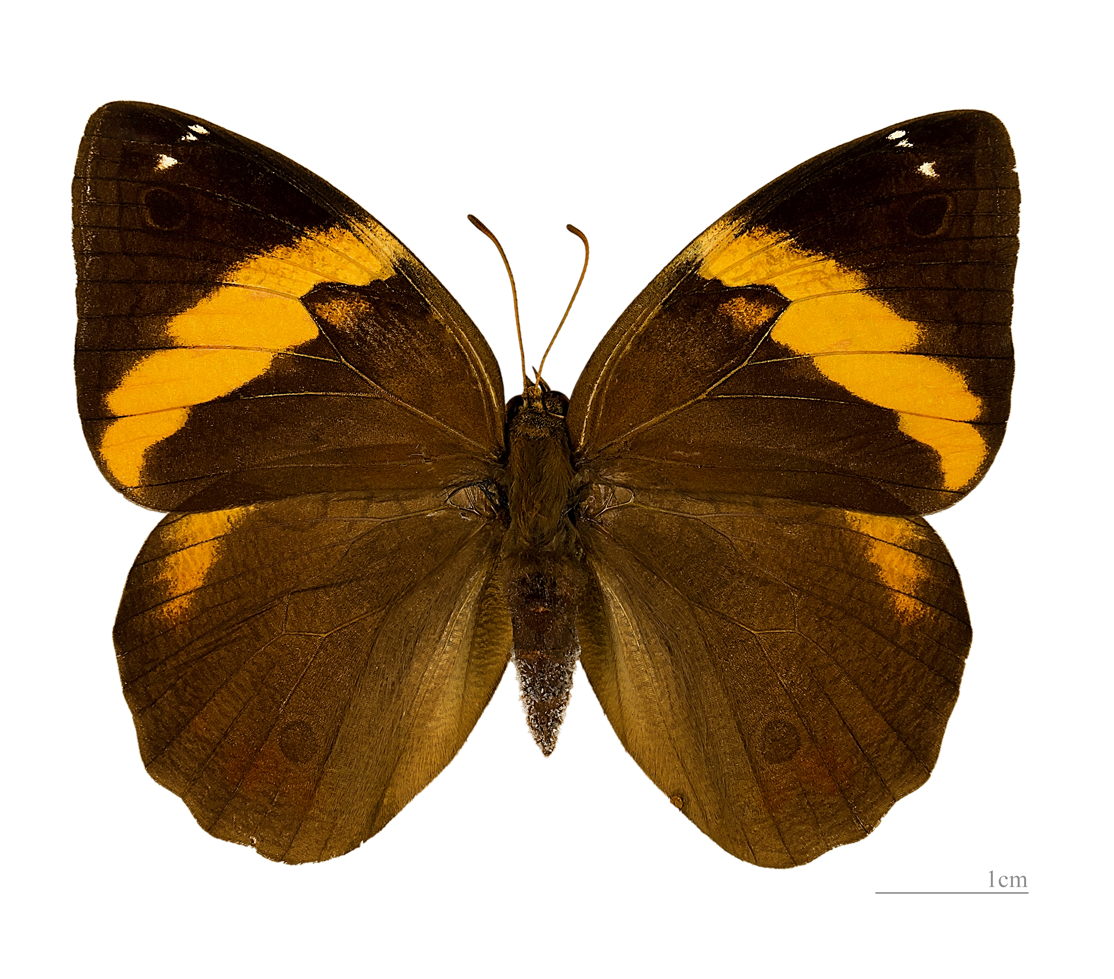 Opsiphanes cassiae MHNT dos male