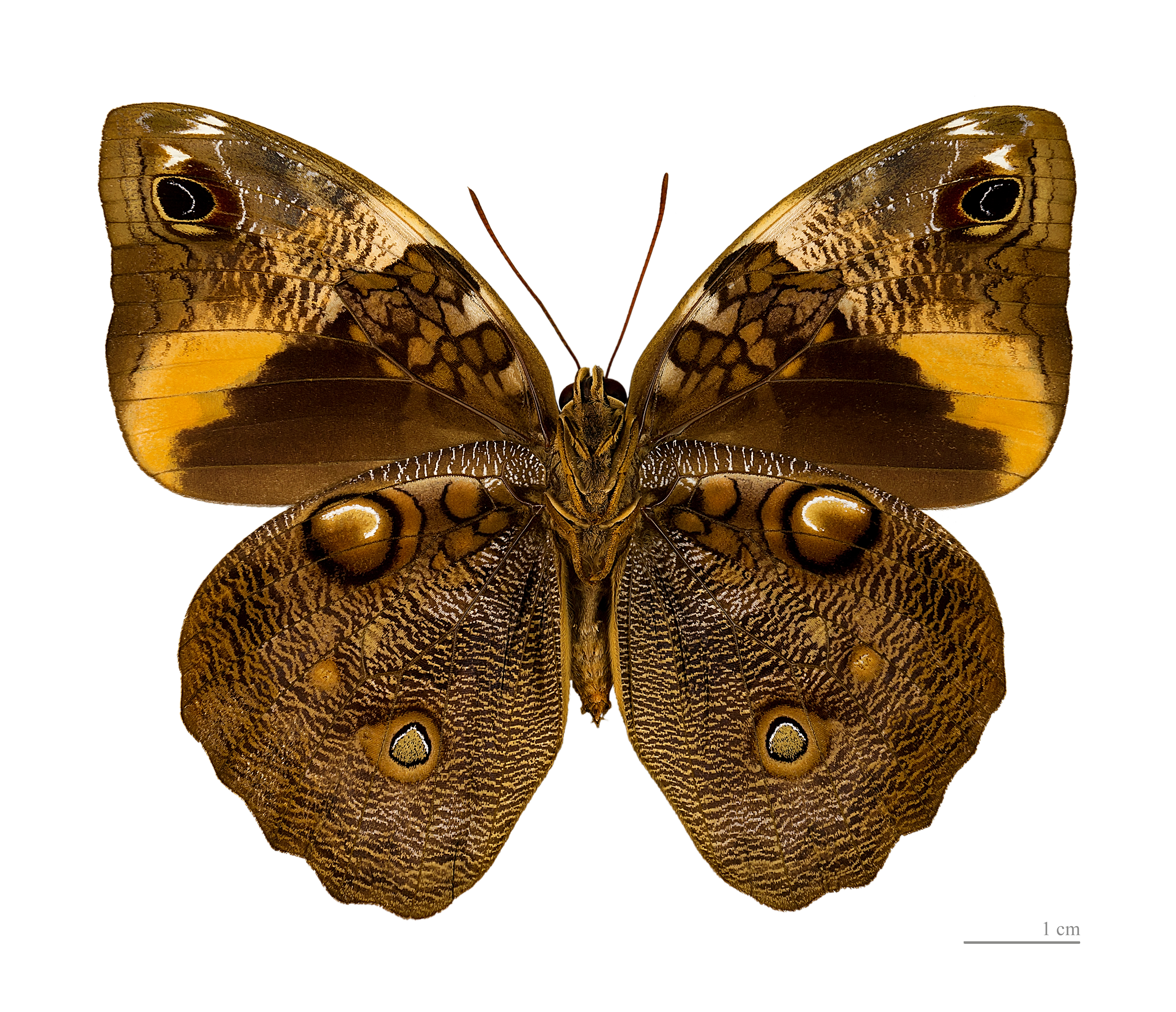 Opsiphanes cassiae MHNT ventre