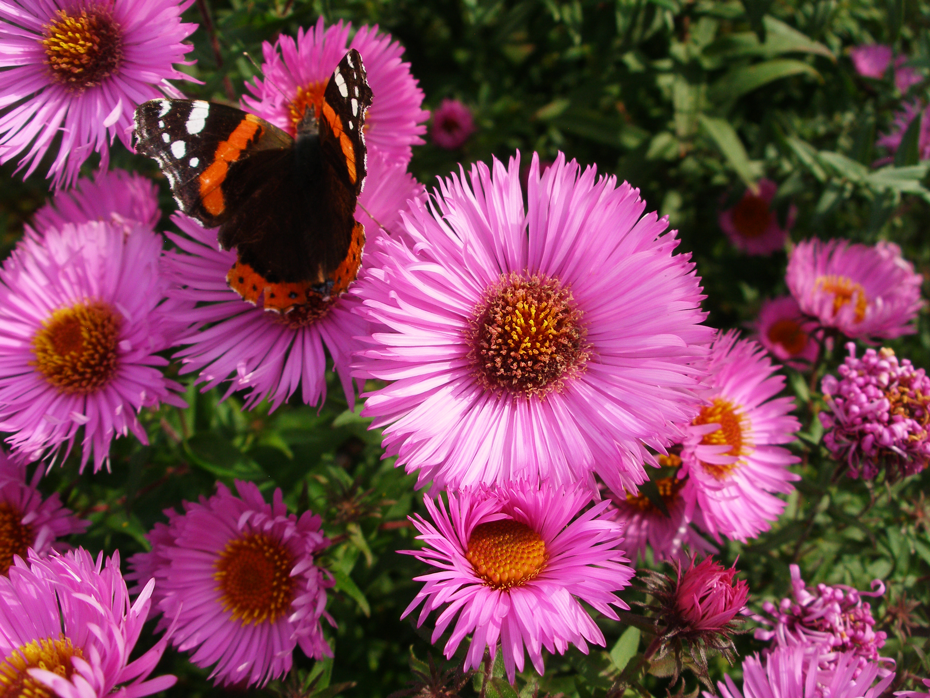 Orange and black butterfly (5626334377)