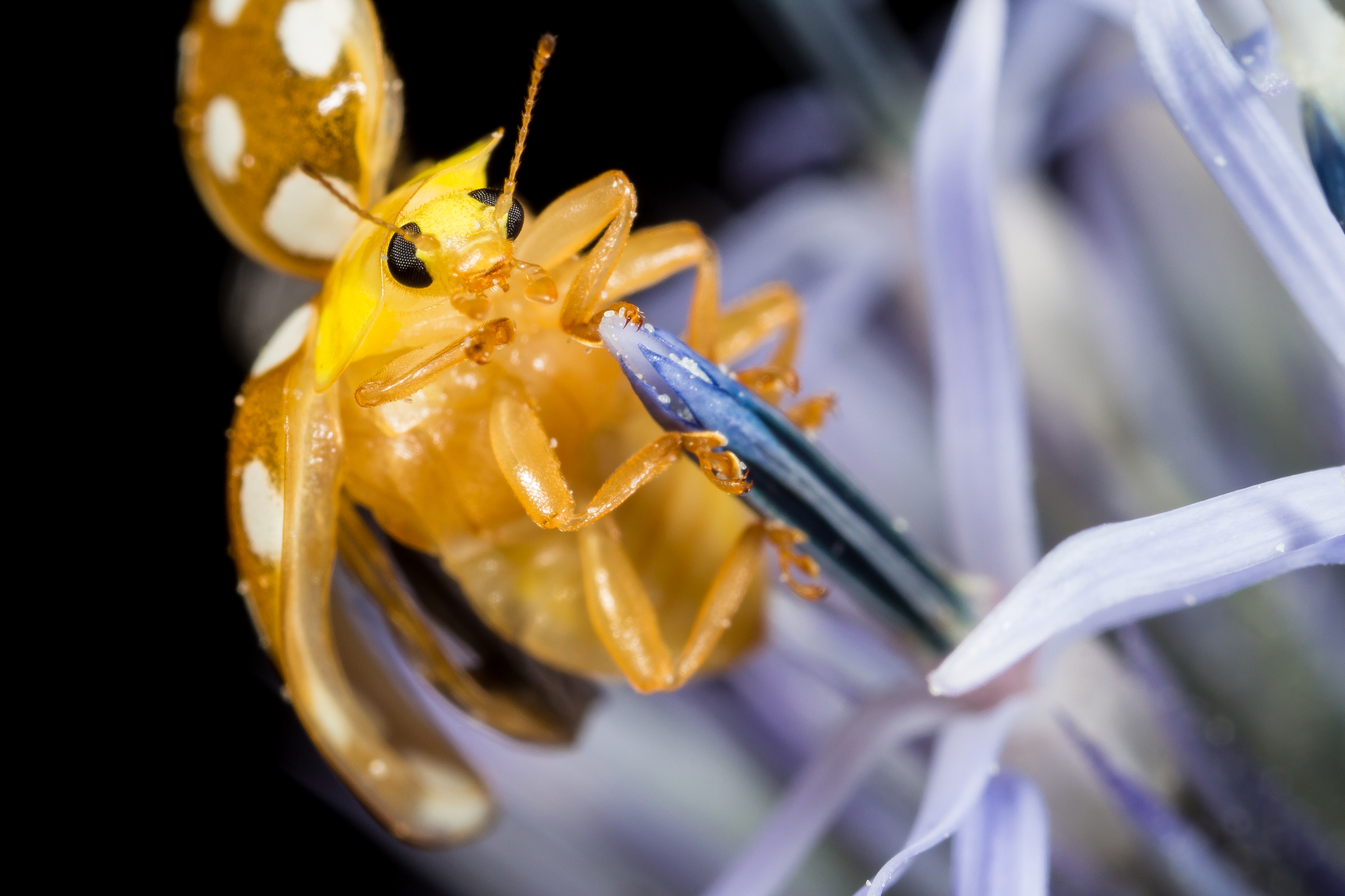 Orange Ladybird (14642450200)