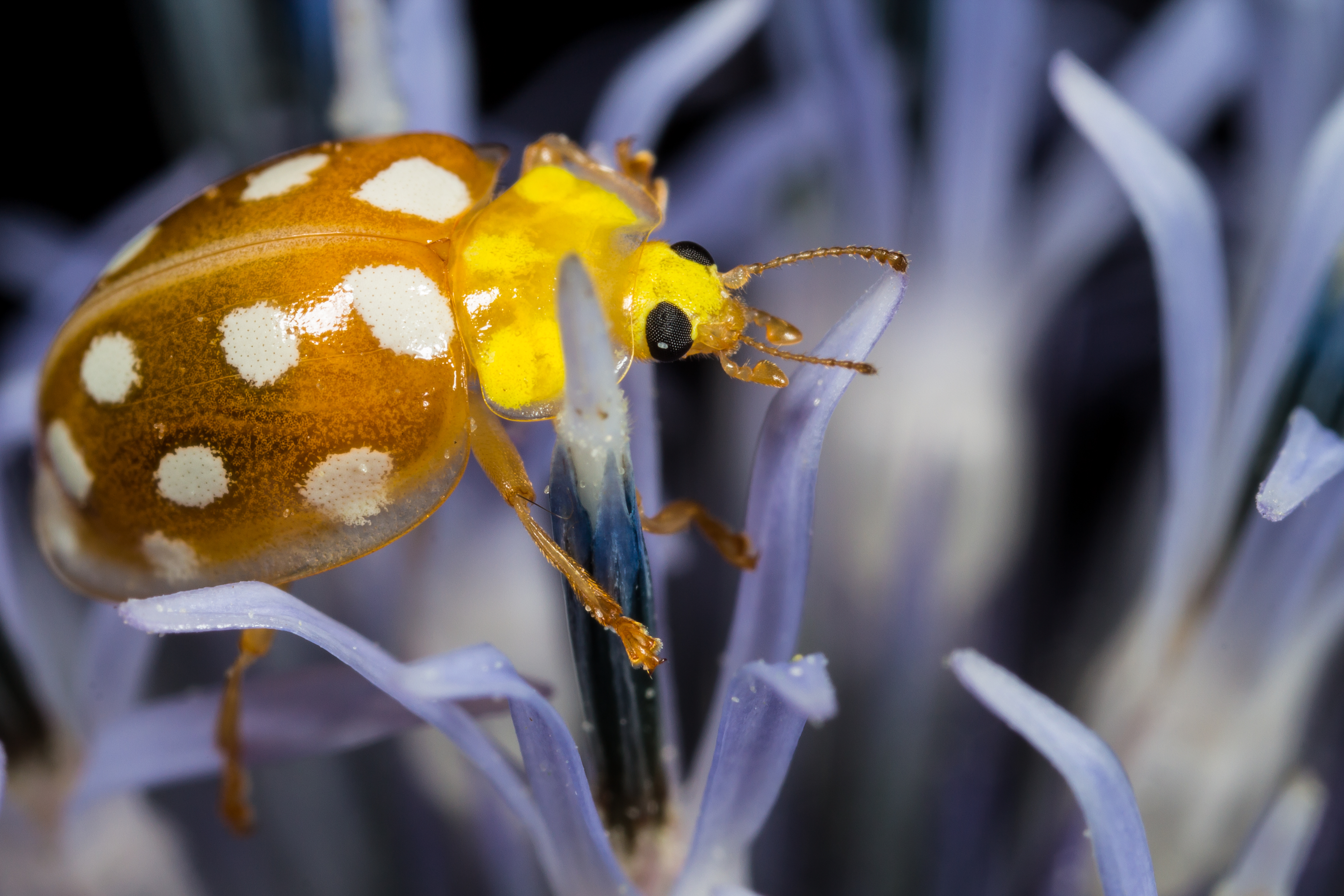 Orange Ladybird (14807117966)
