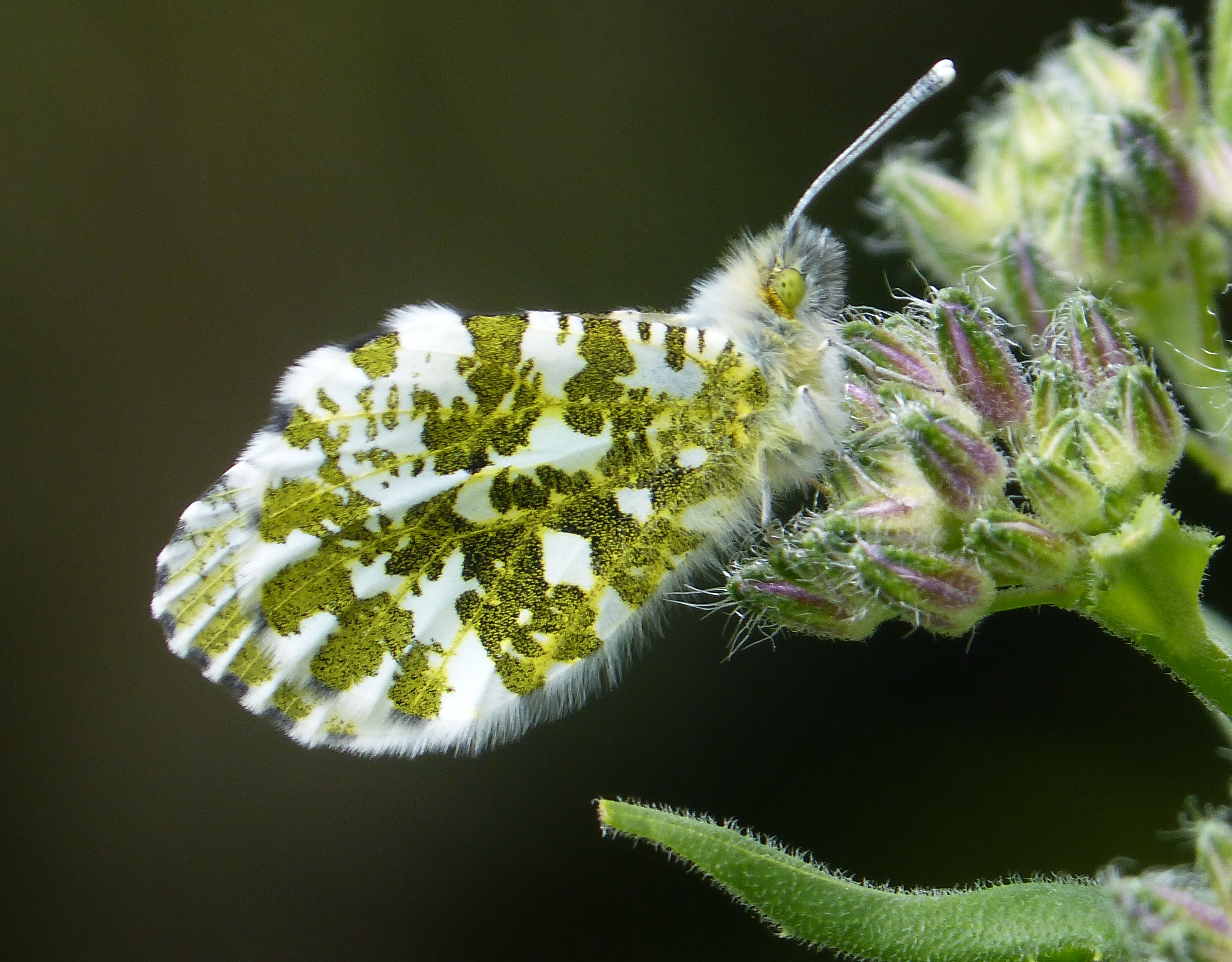 Orange-tip underwing - Flickr - gailhampshire