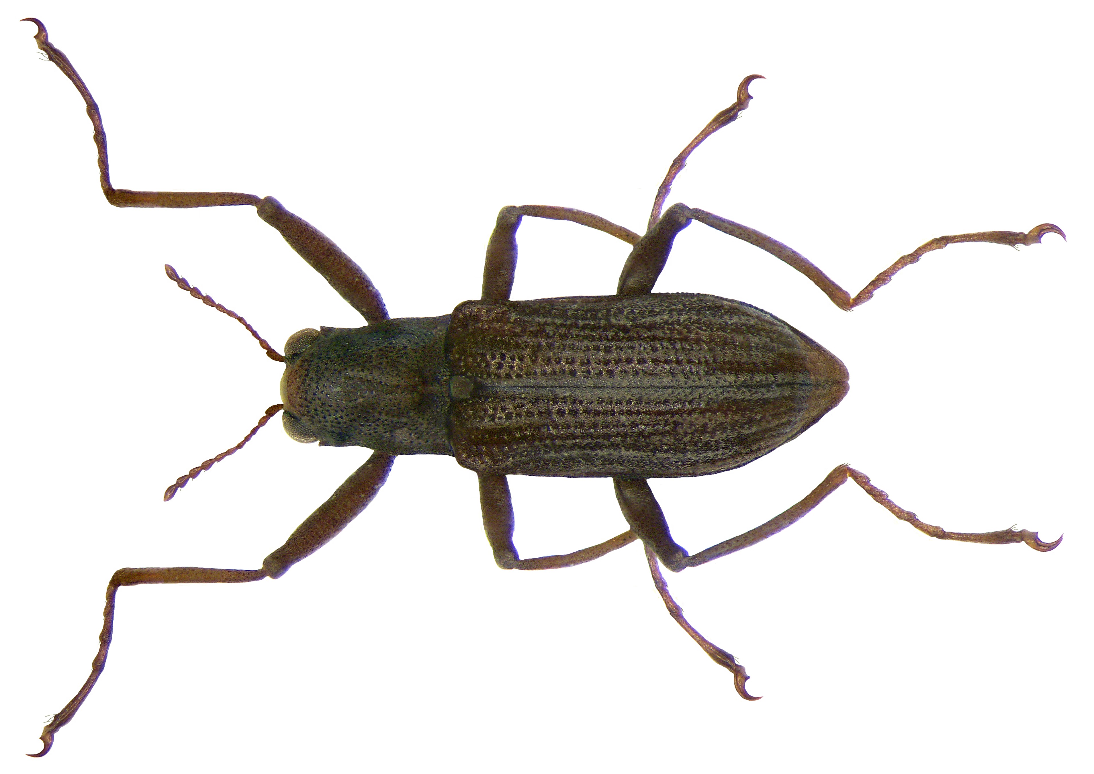 Ordobrevia constricta Delève, 1968 (2871745773)