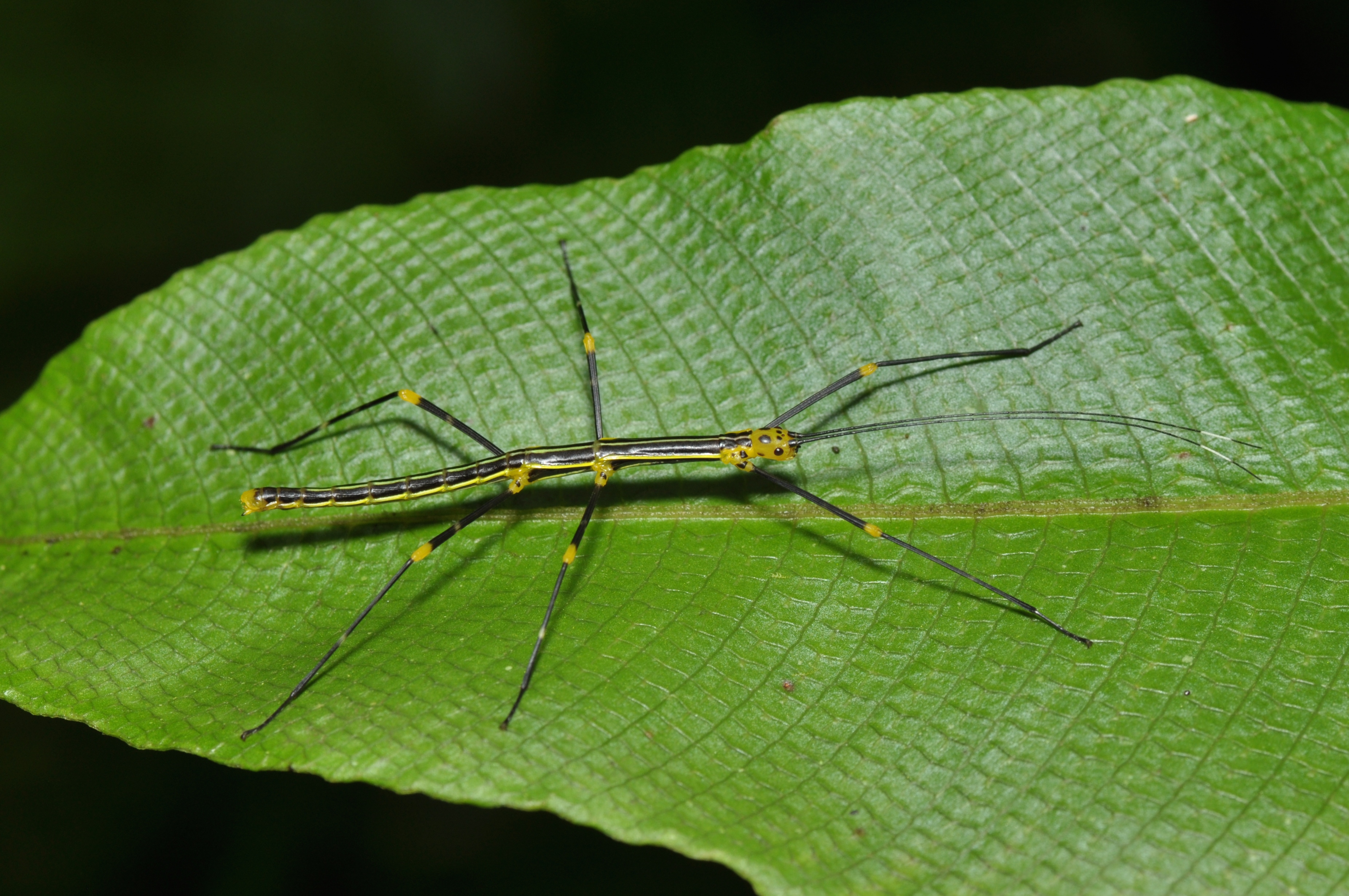 Oreophoetes topoense? (14751826039)