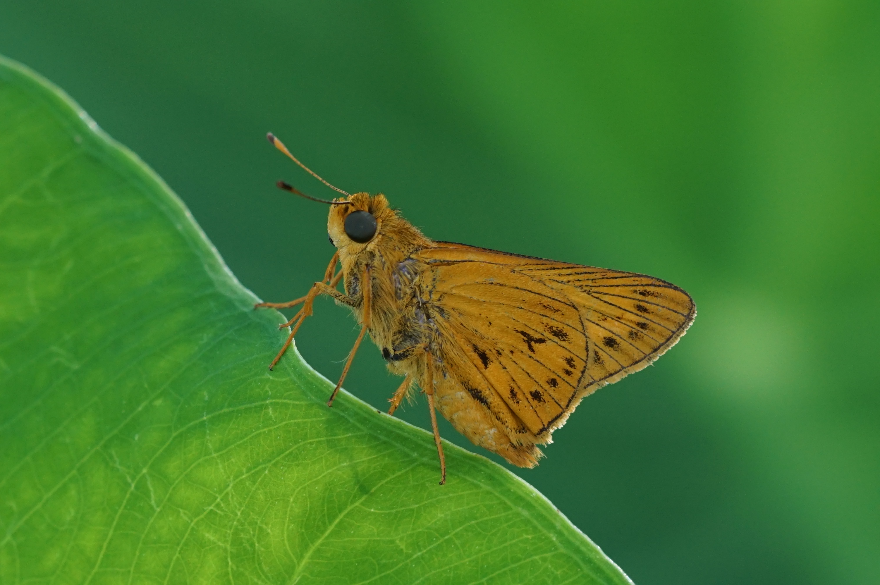 Oriens goloides 00539