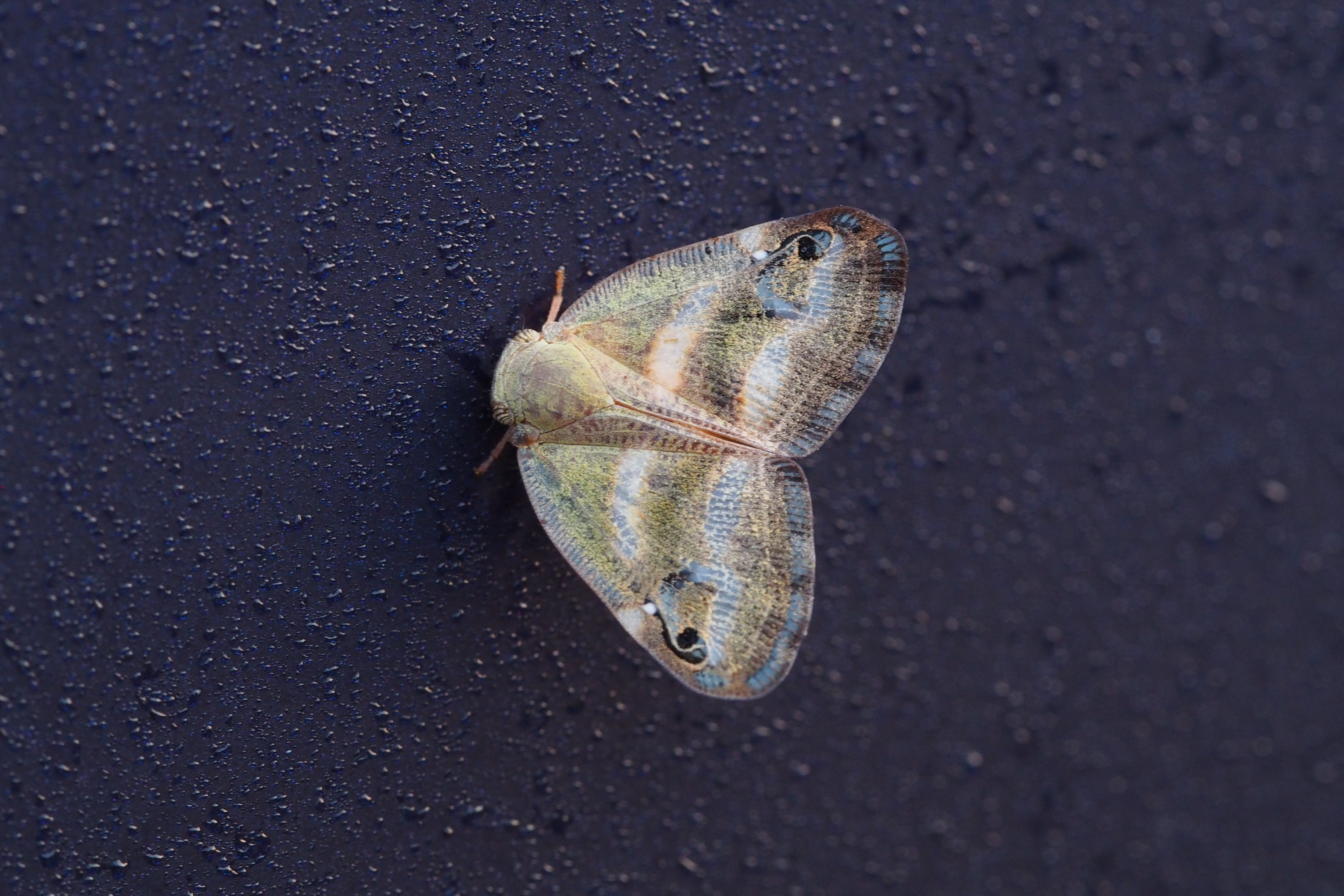 Orosanga japonicus (19998026863)