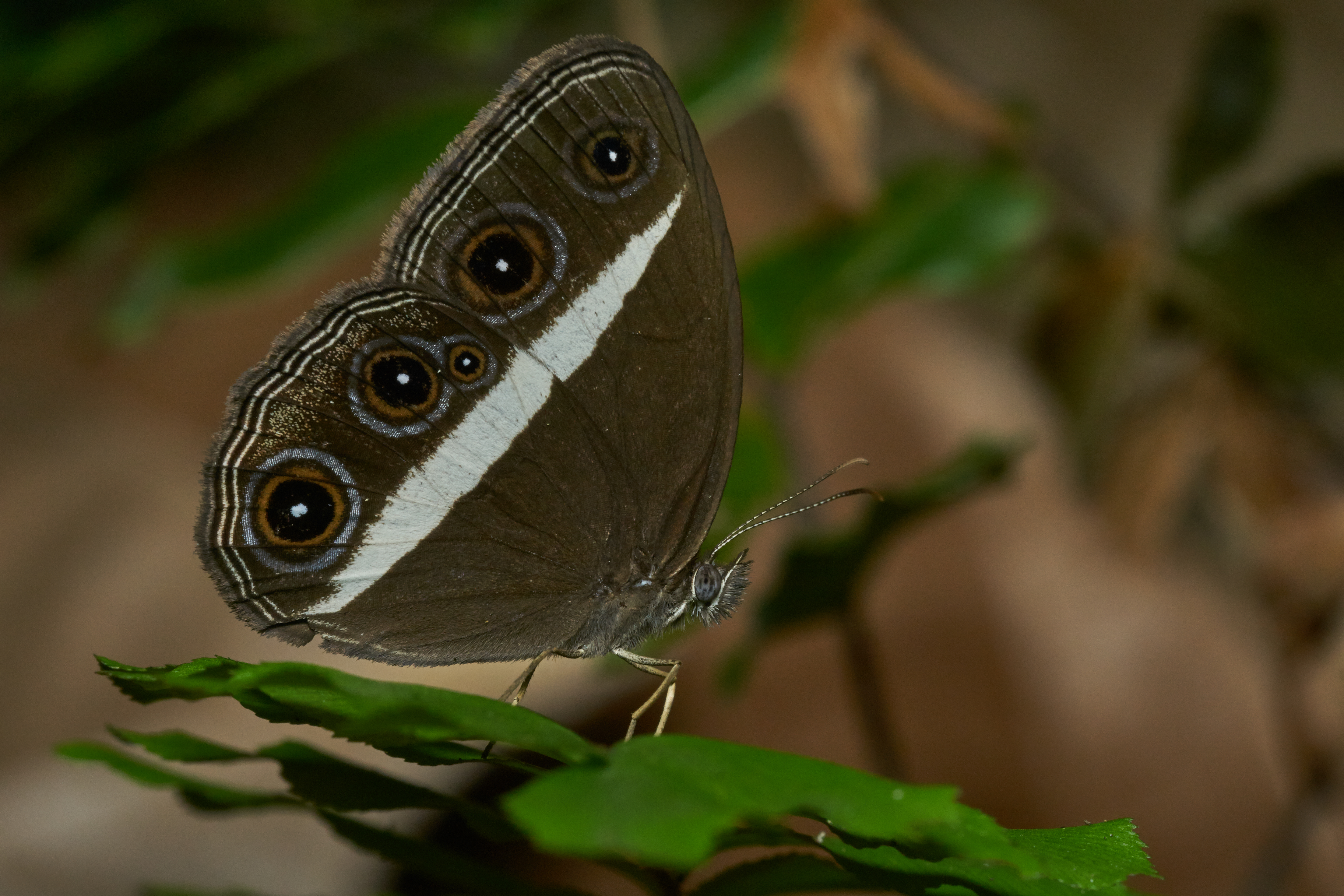 Orsotriaena medus mandata-Kadavoor-2017-04-25-001