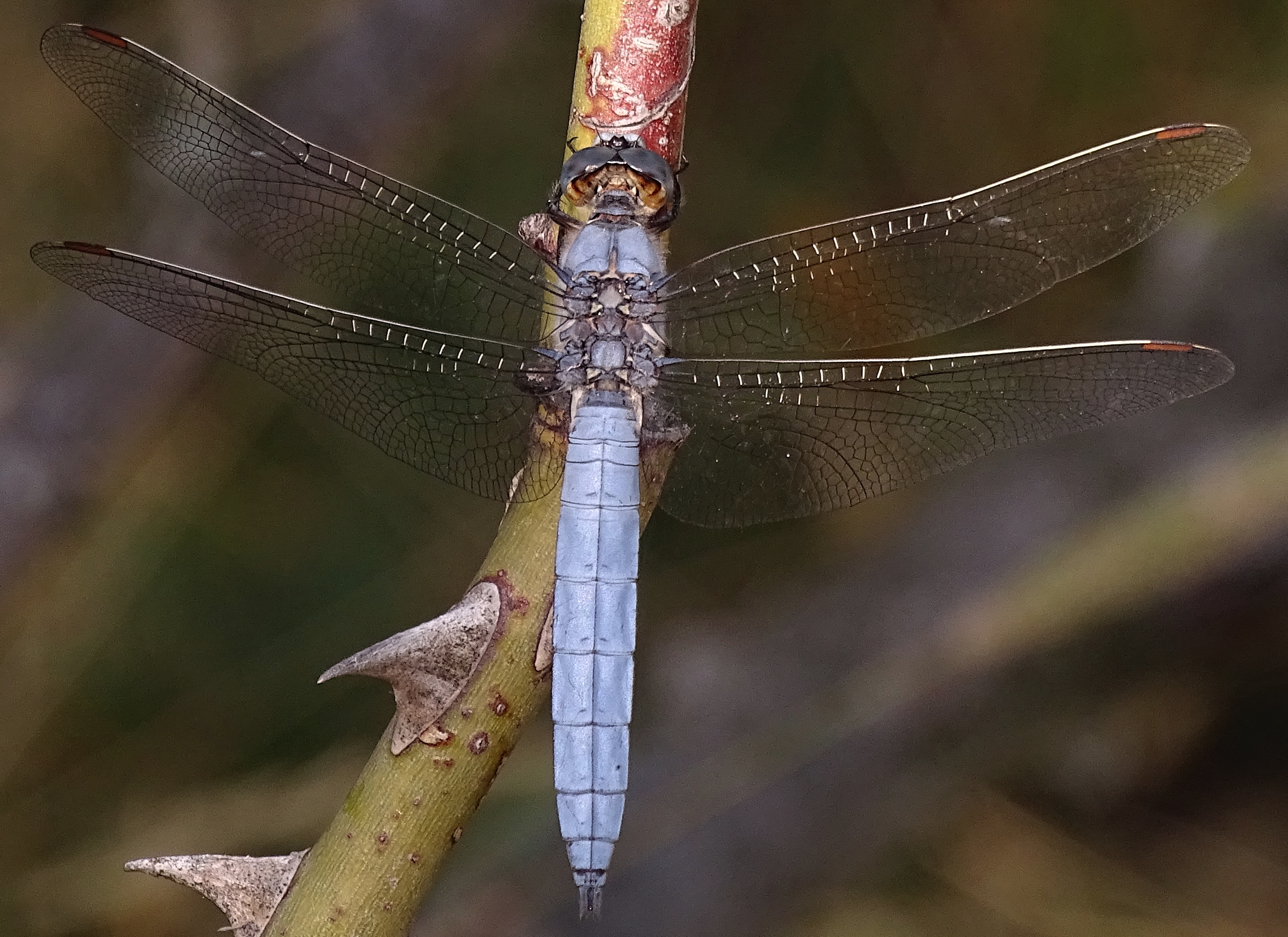 Orthetrum brunneum 01