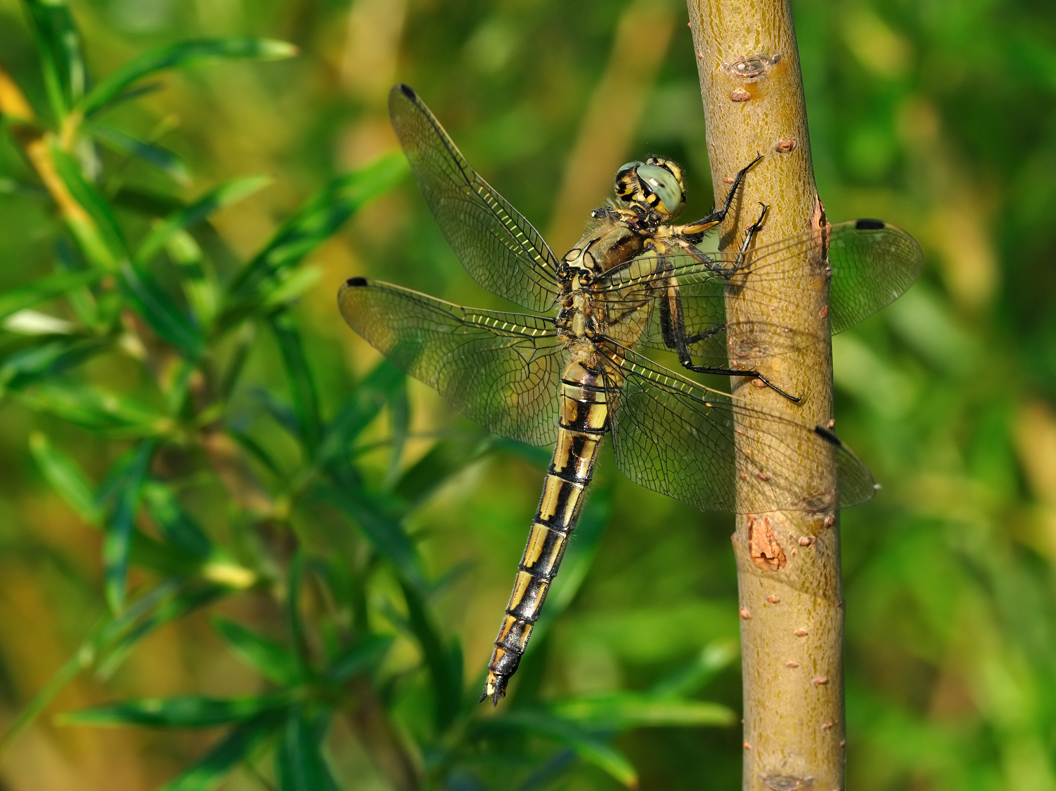 Orthetrum cancellatum qtl2
