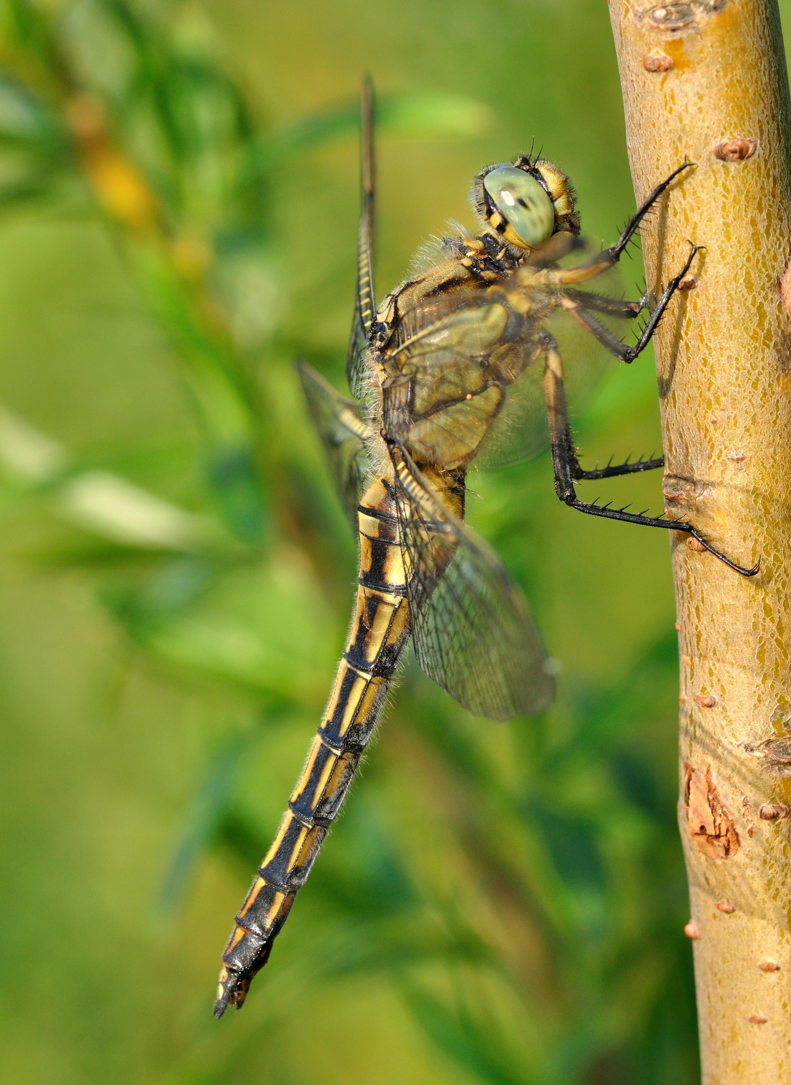 Orthetrum cancellatum qtl4