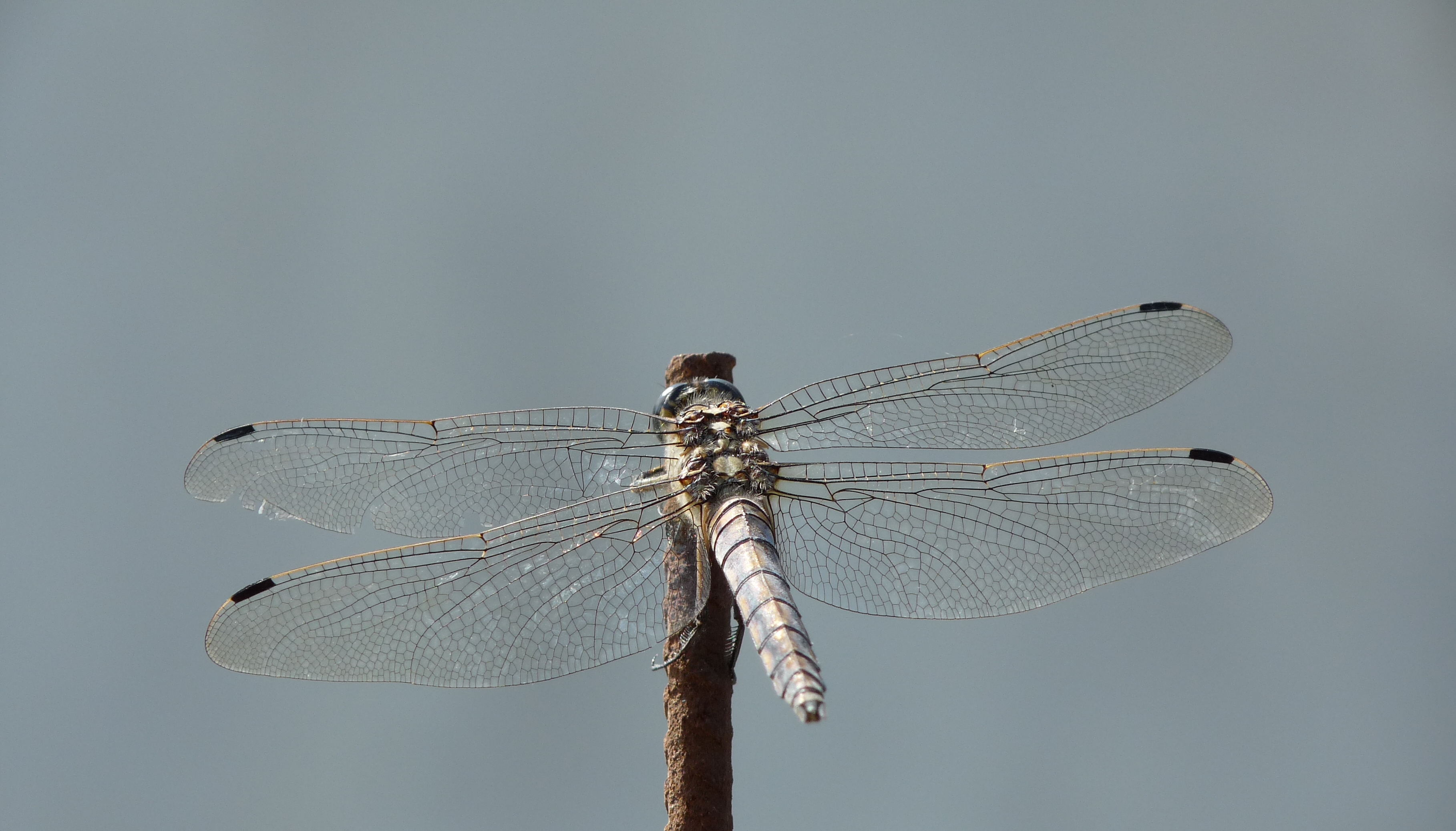 Orthetrum cancellatum steel pole