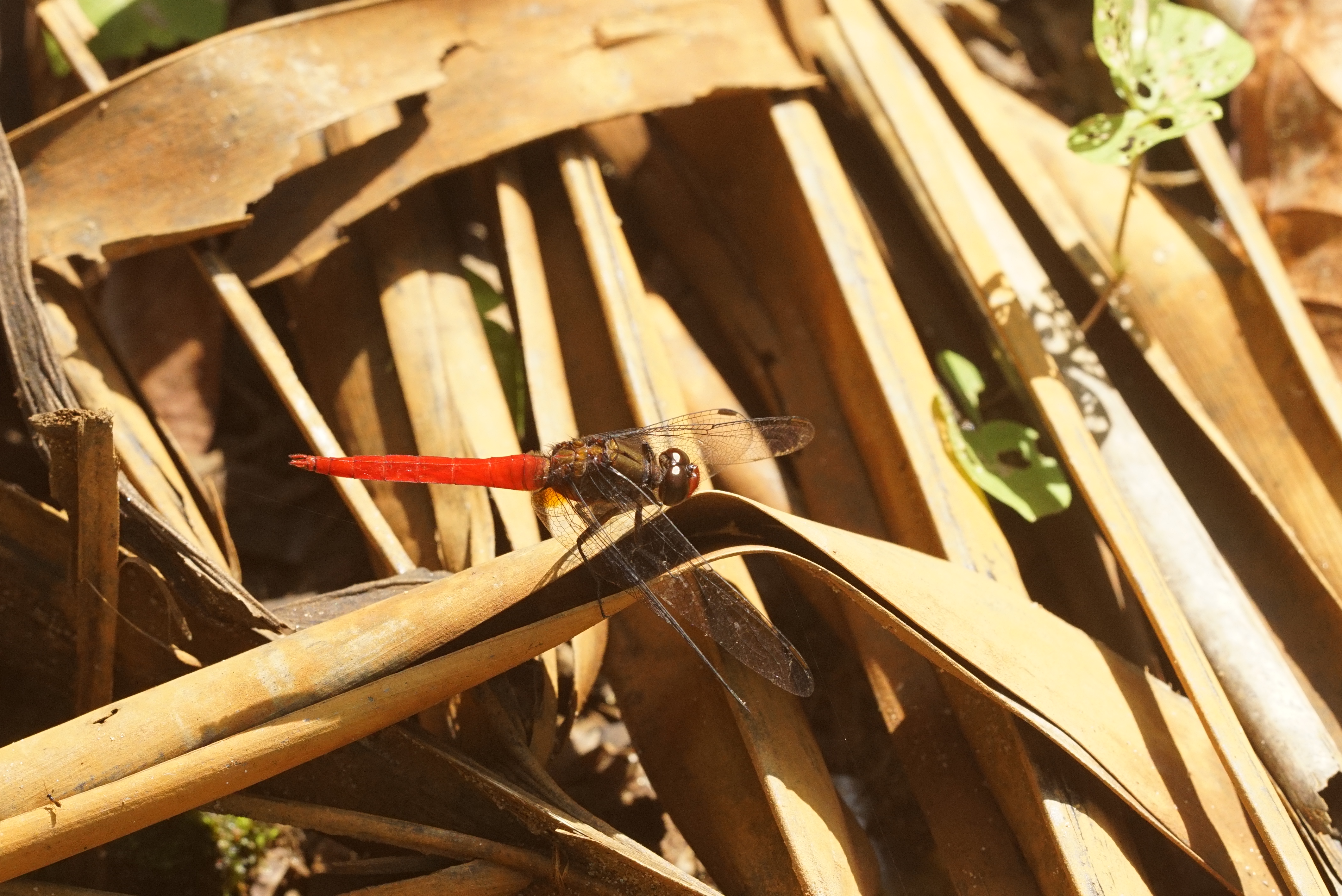Orthetrum chrysis 2386
