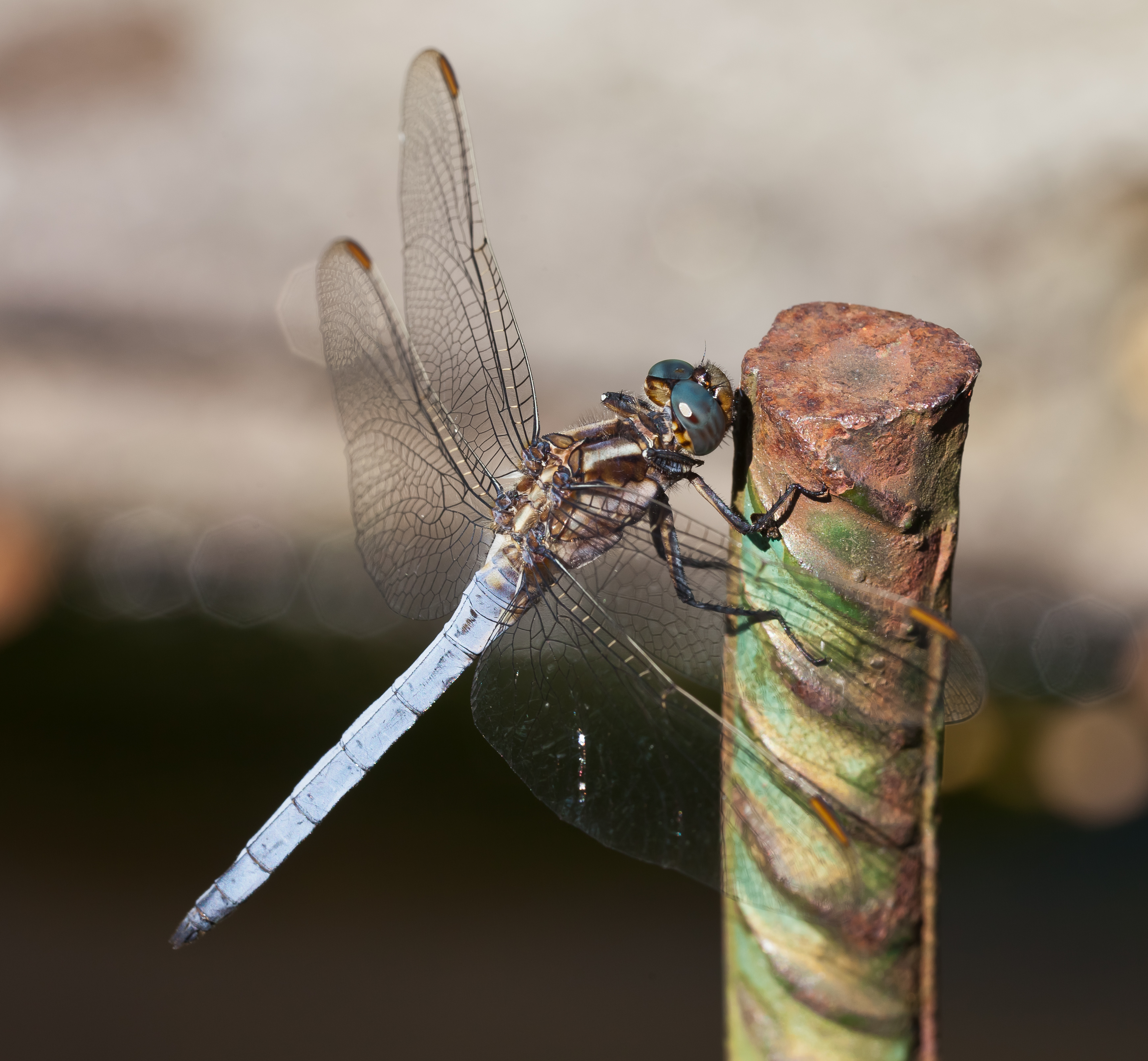 Orthetrum coerulescens. A Arnoia, Galicia (Spain)