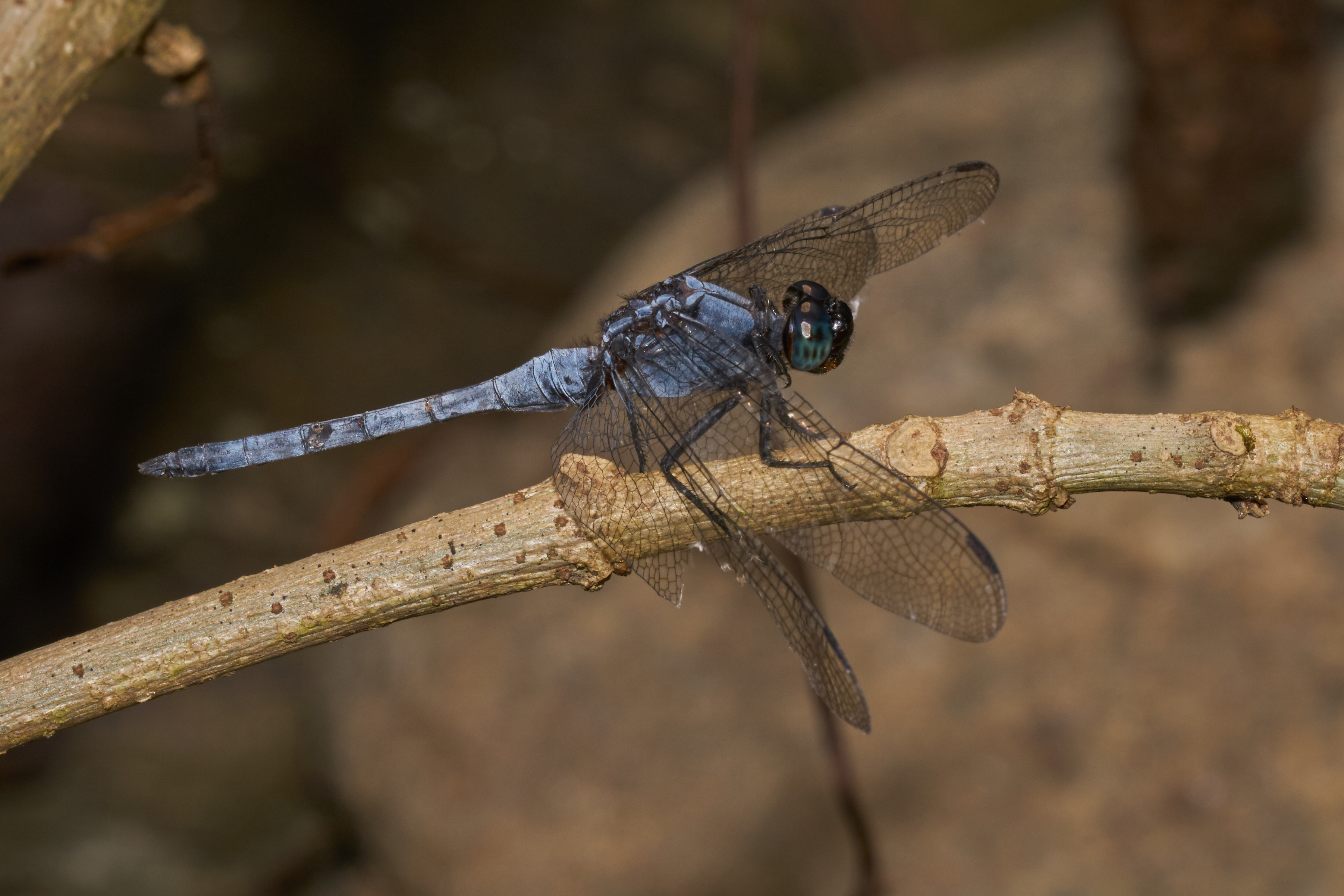 Orthetrum glaucum-Aralam-2016-10-29-001