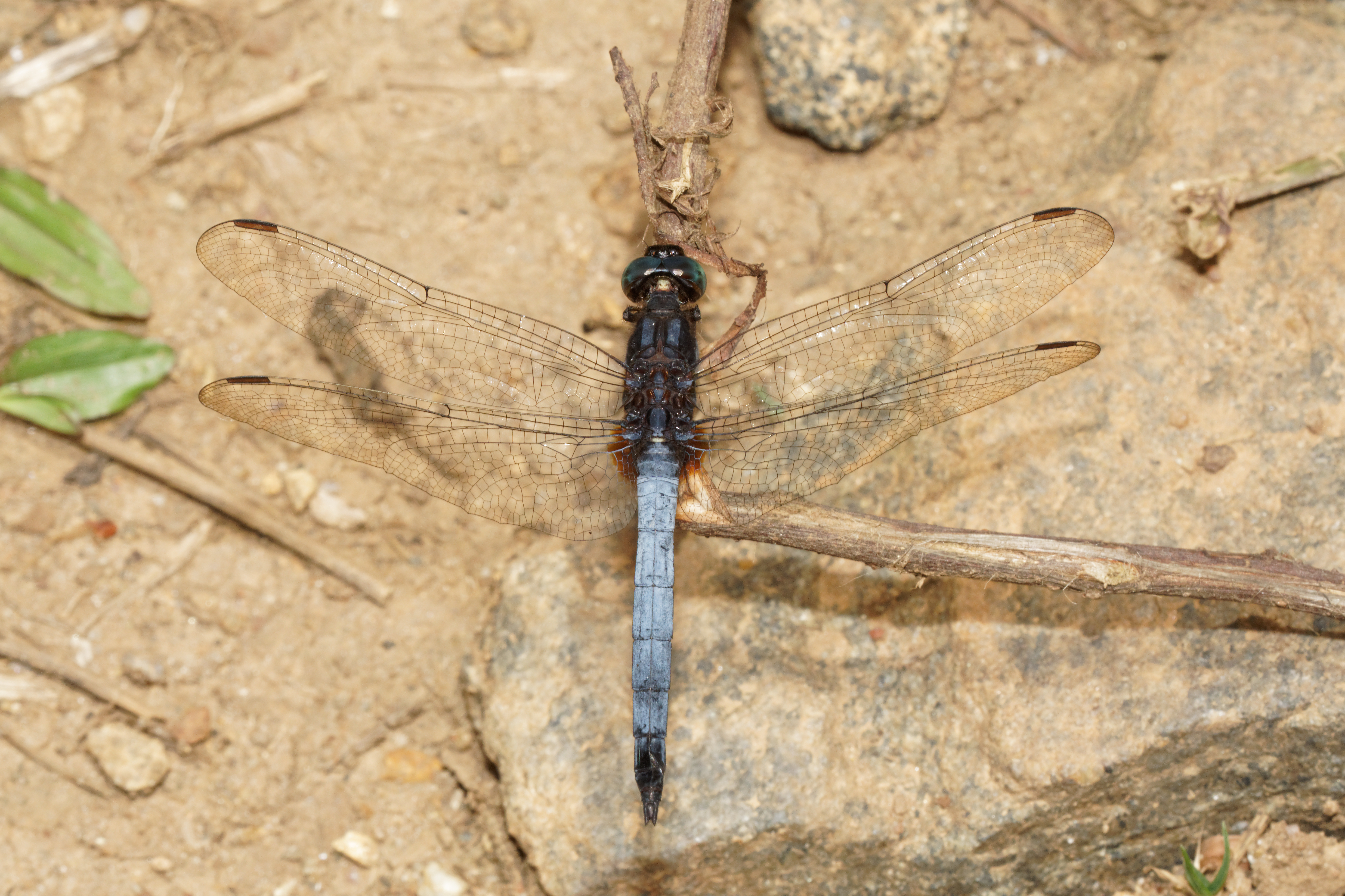 Orthetrum glaucum-Silent Valley-2016-08-14-002