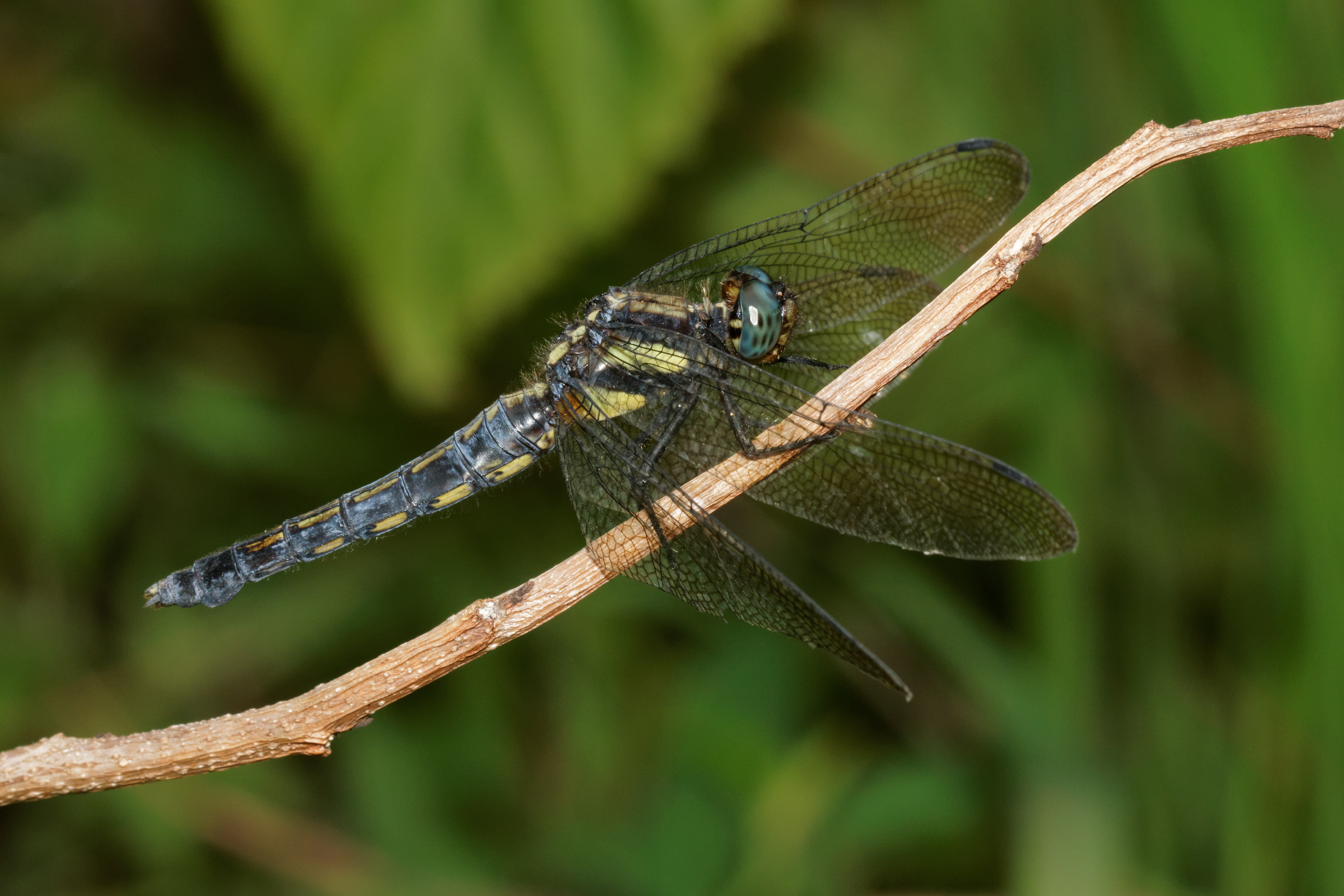 Orthetrum glaucum-Silent Valley-2016-08-14-003