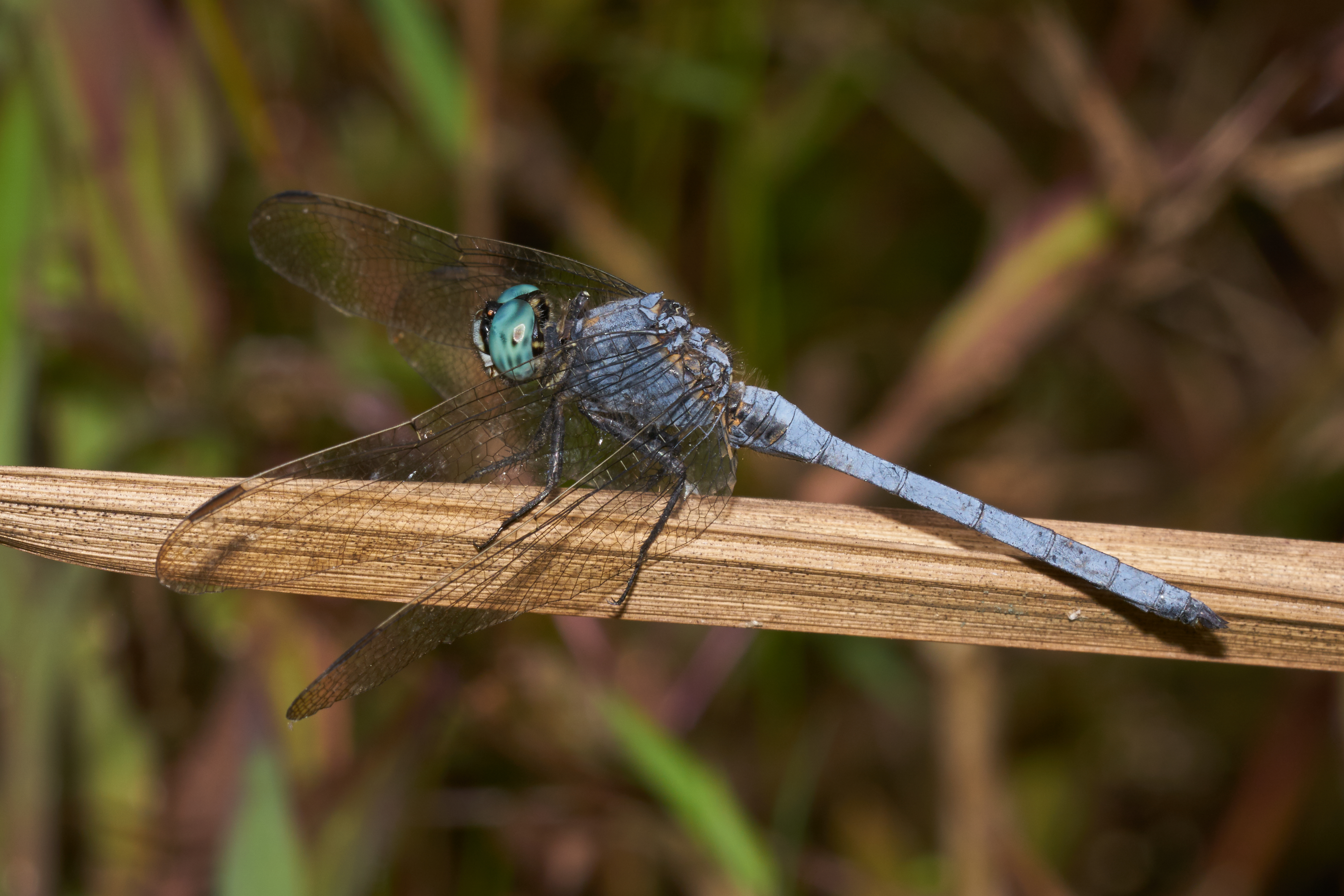 Orthetrum luzonicum-Kadavoor-2016-10-15-001