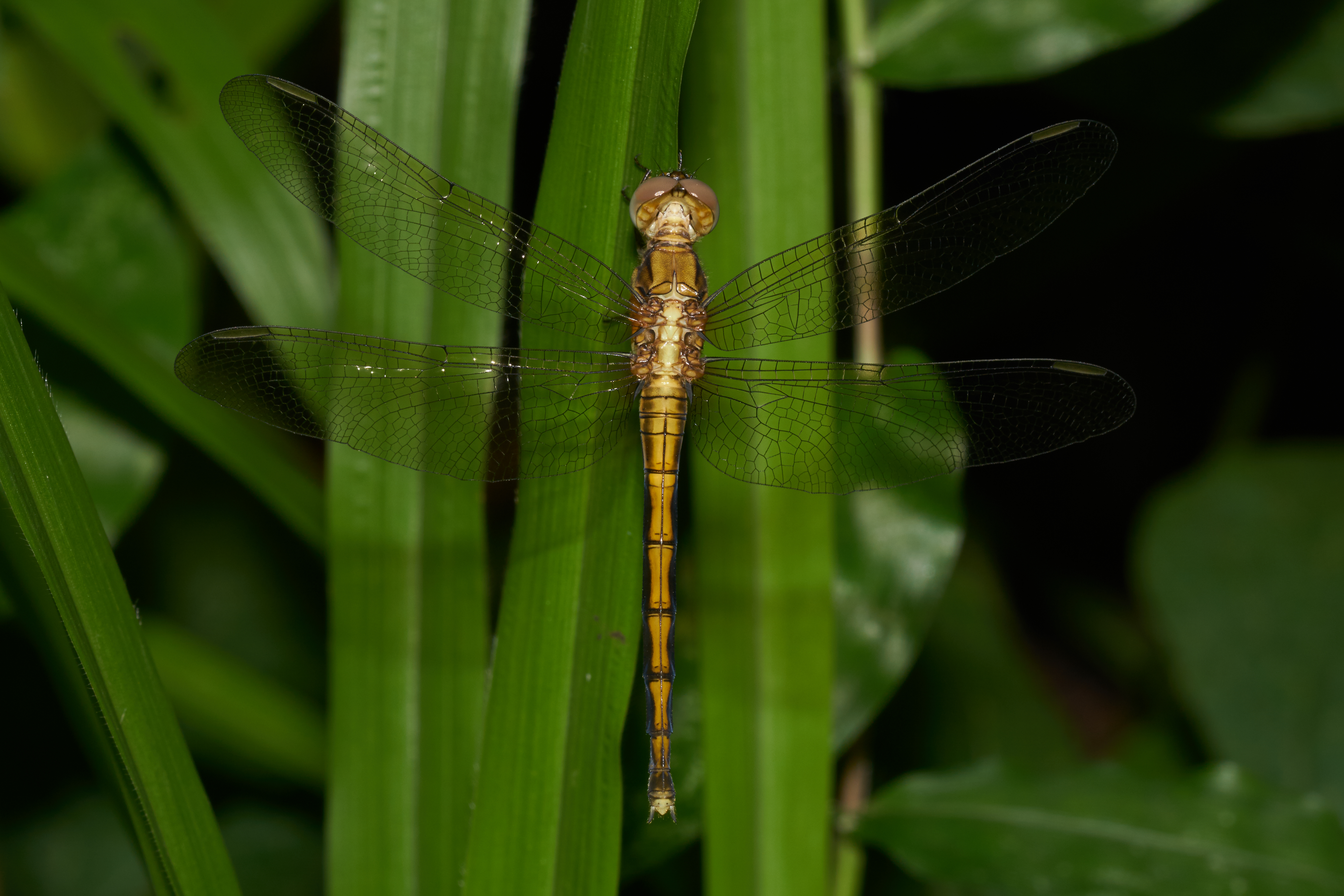Orthetrum luzonicum-Kadavoor-2016-10-15-004