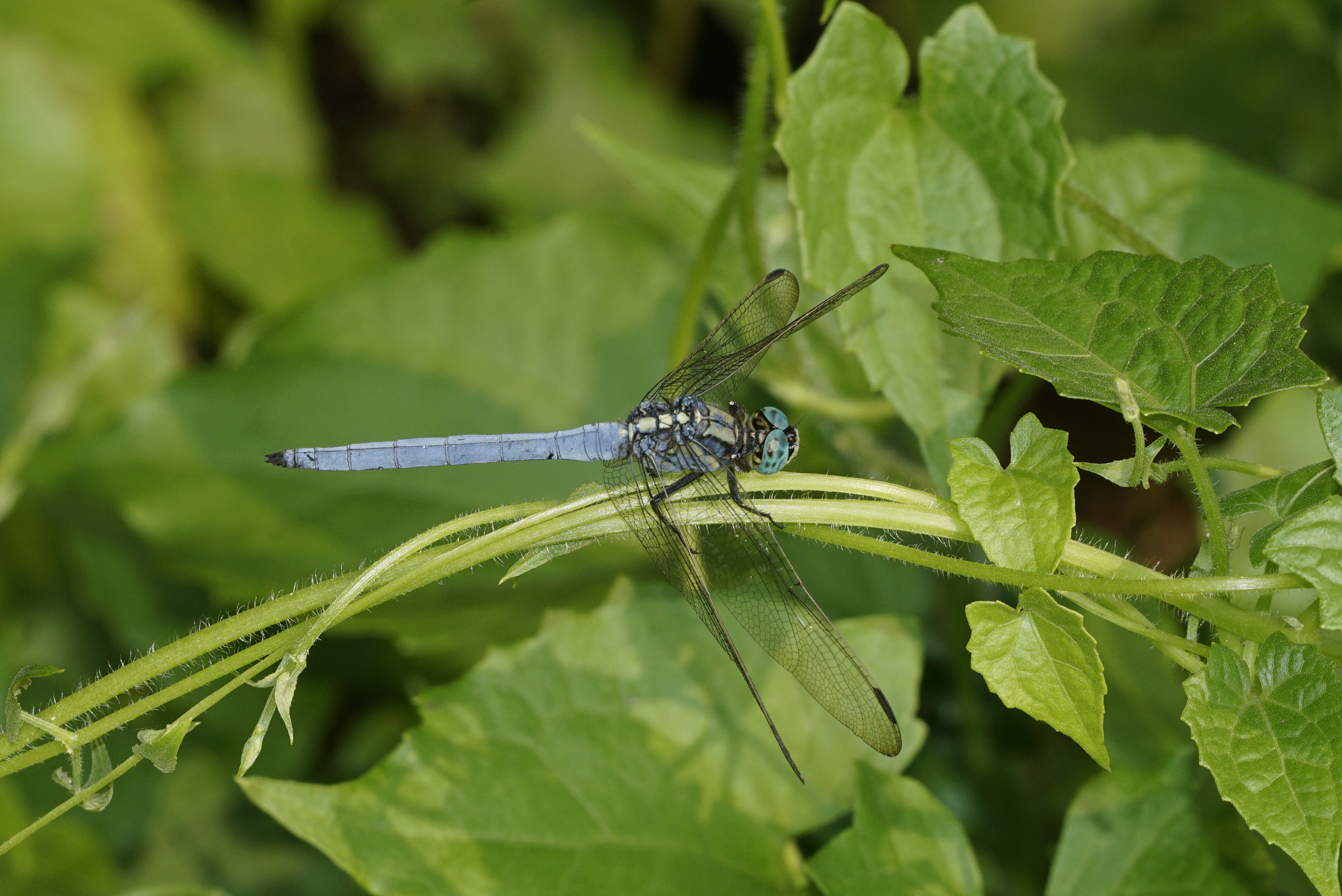 Orthetrum luzonicum4617