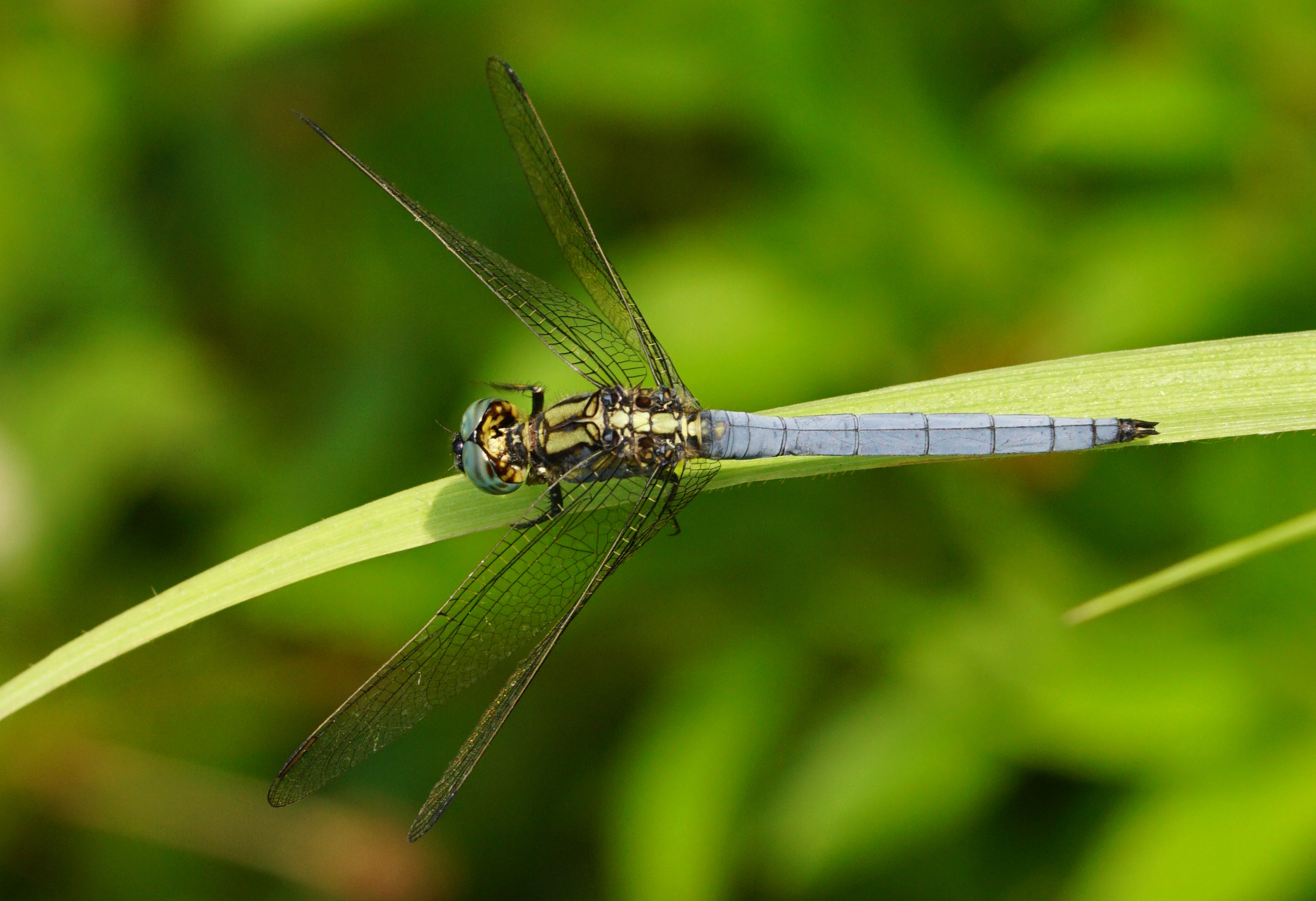Orthetrum luzonicum 02811