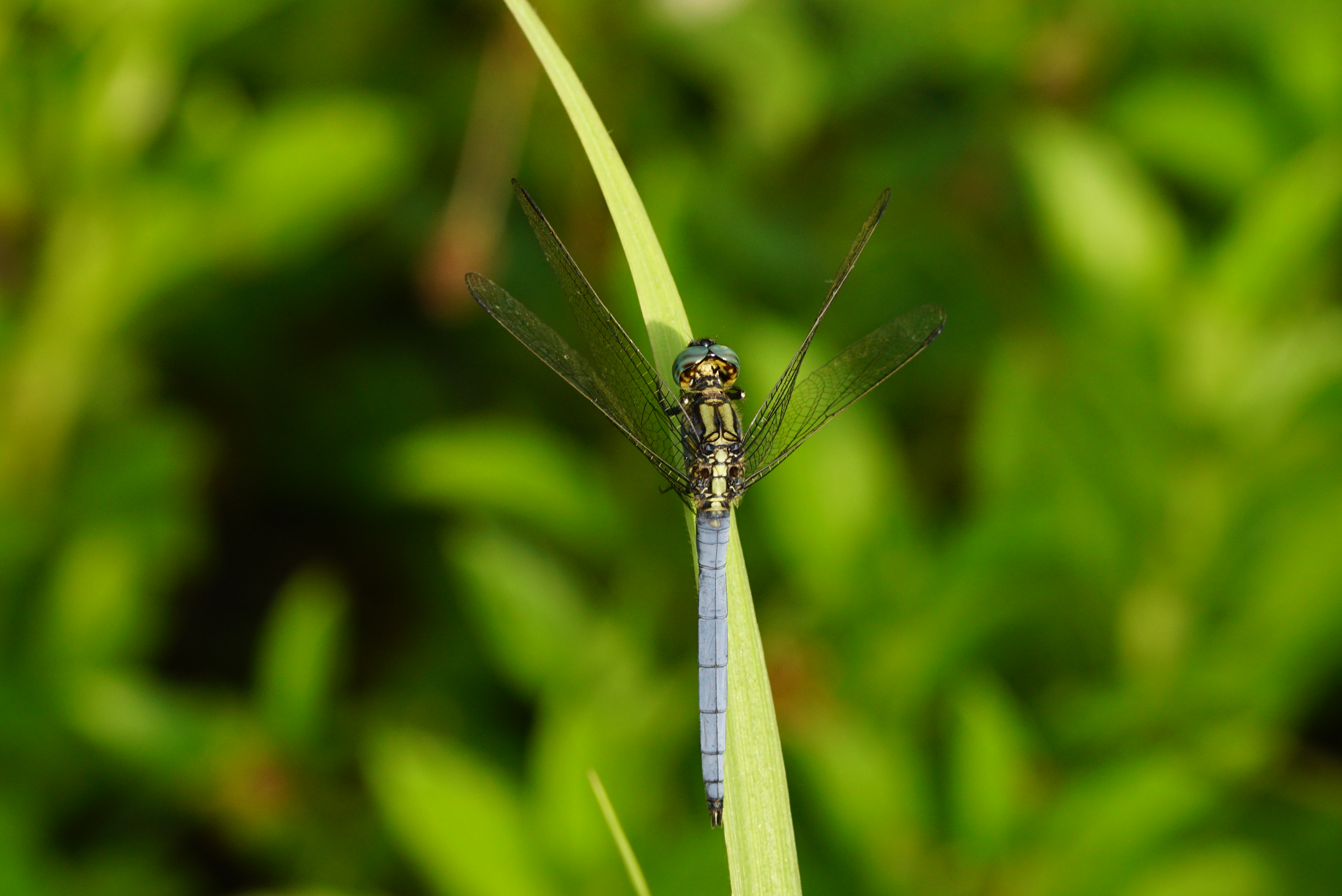 Orthetrum luzonicum 02822