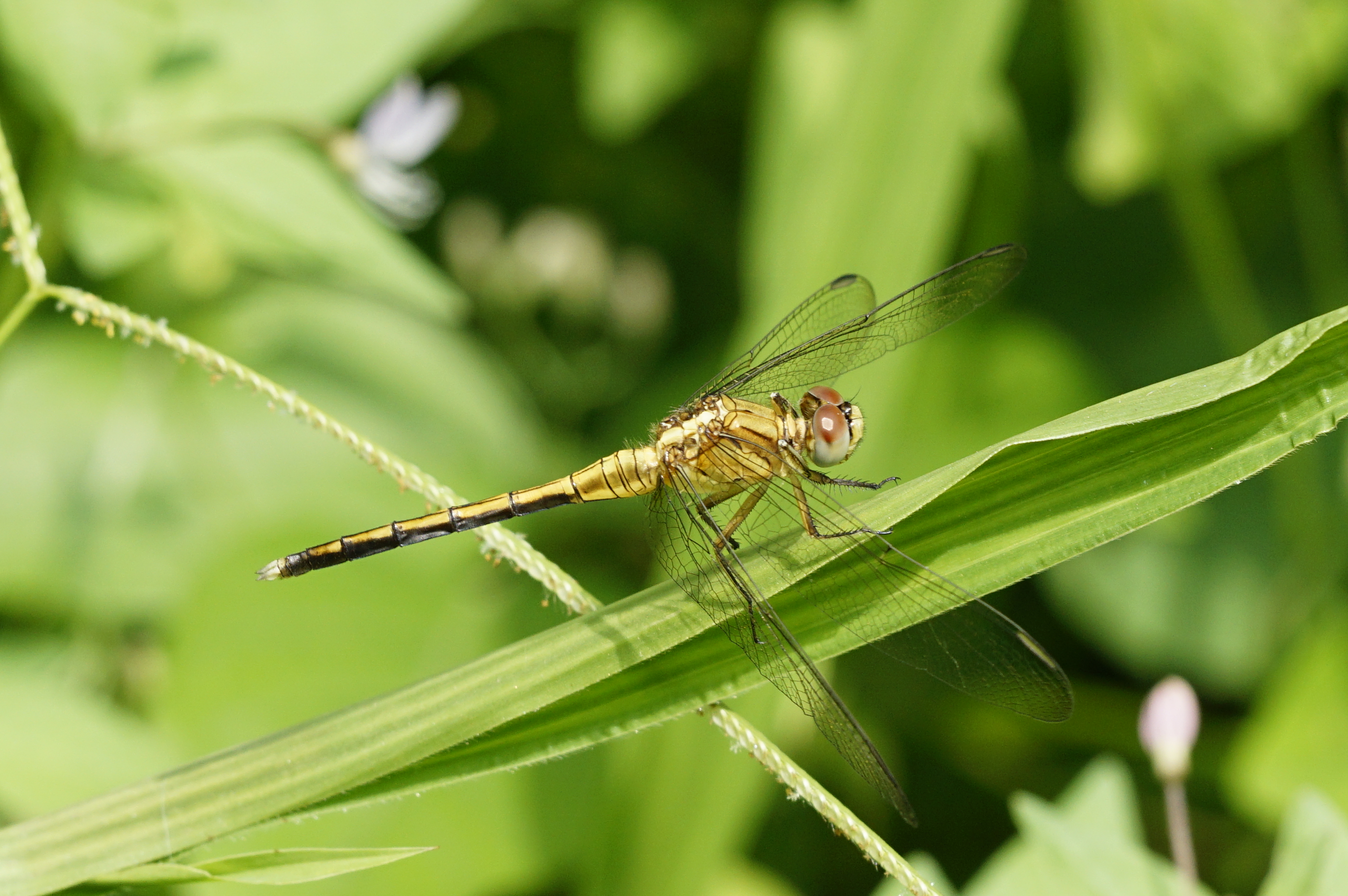 Orthetrum luzonicum 5630