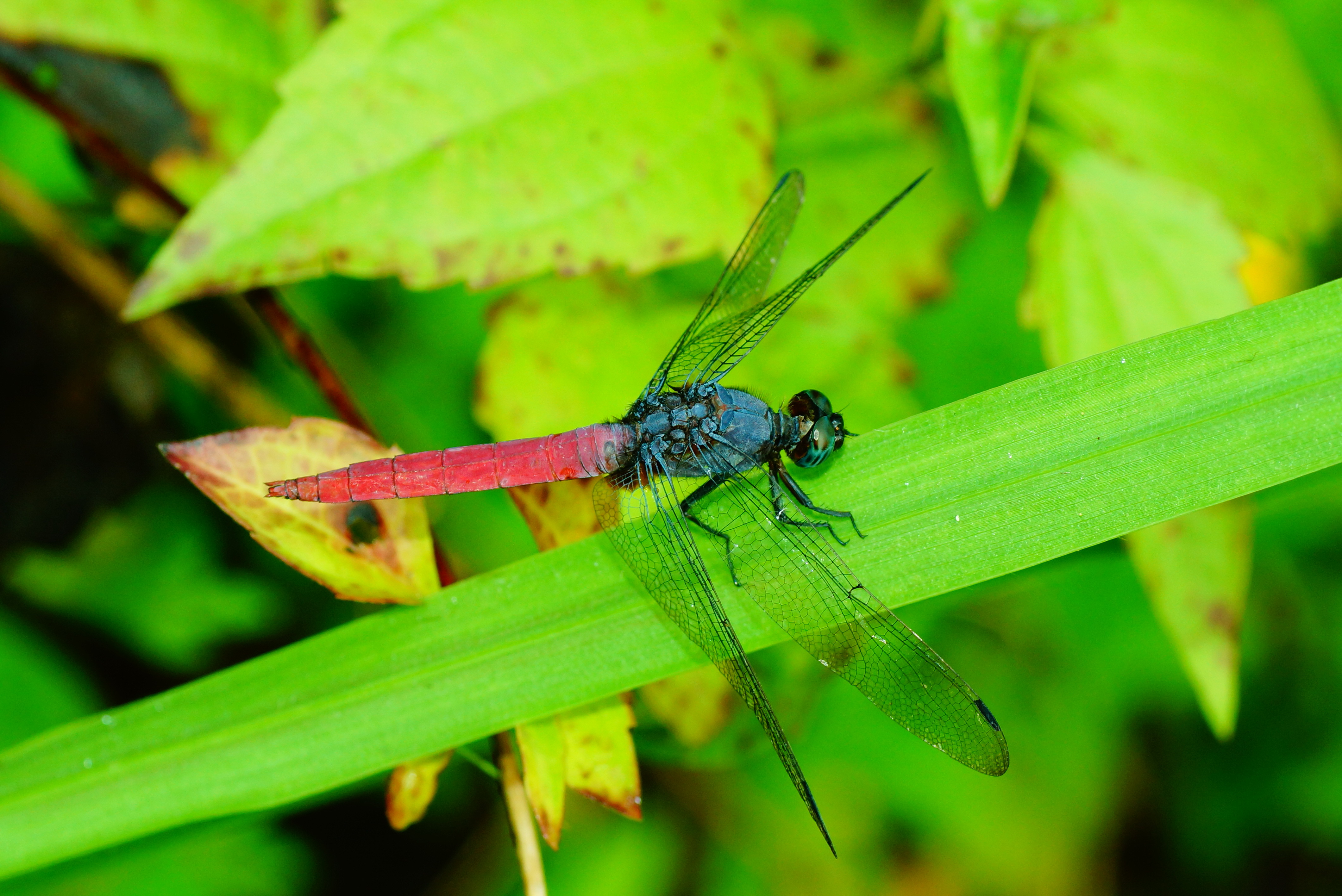 Orthetrum pruinosum 02149