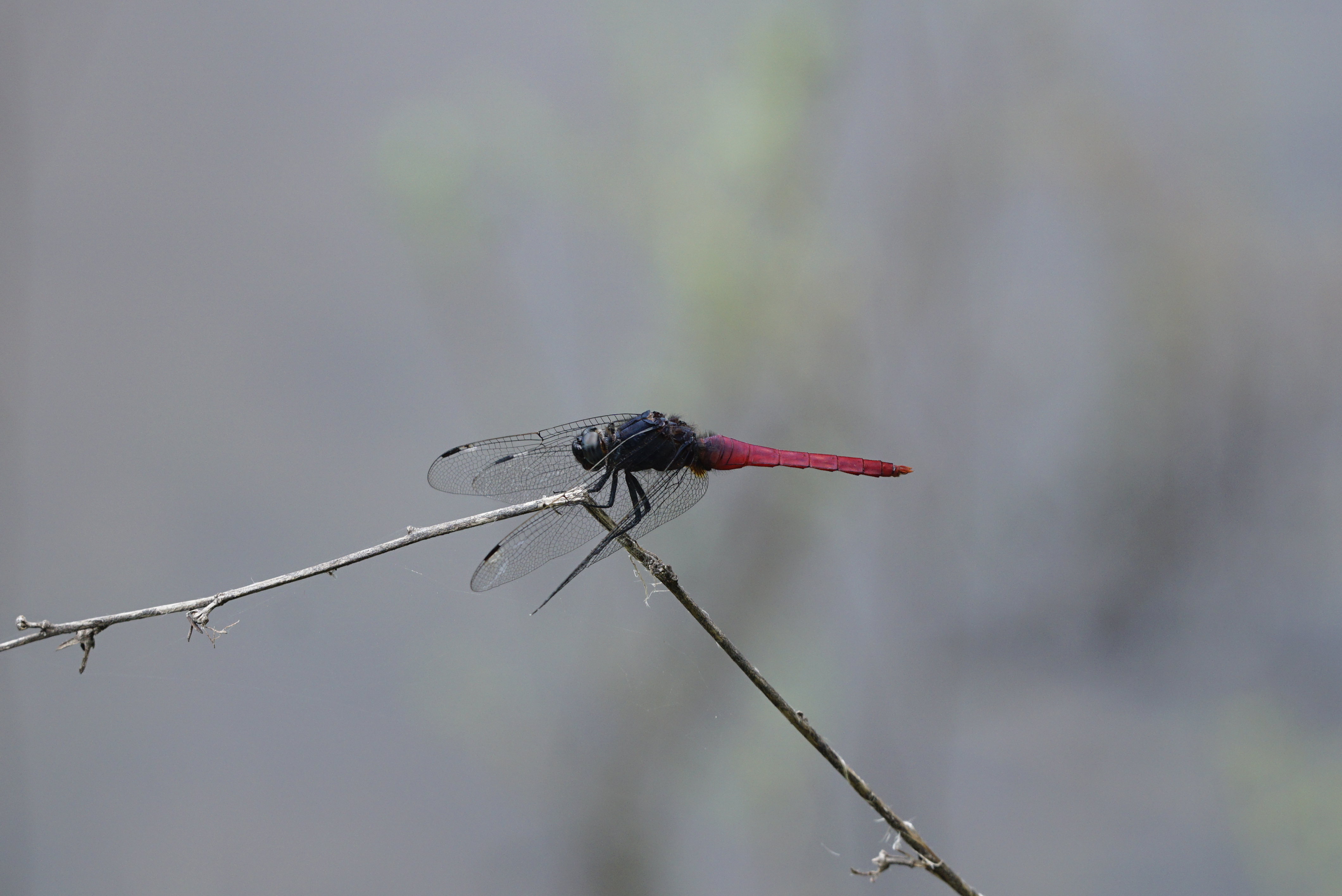 Orthetrum pruinosum 8391