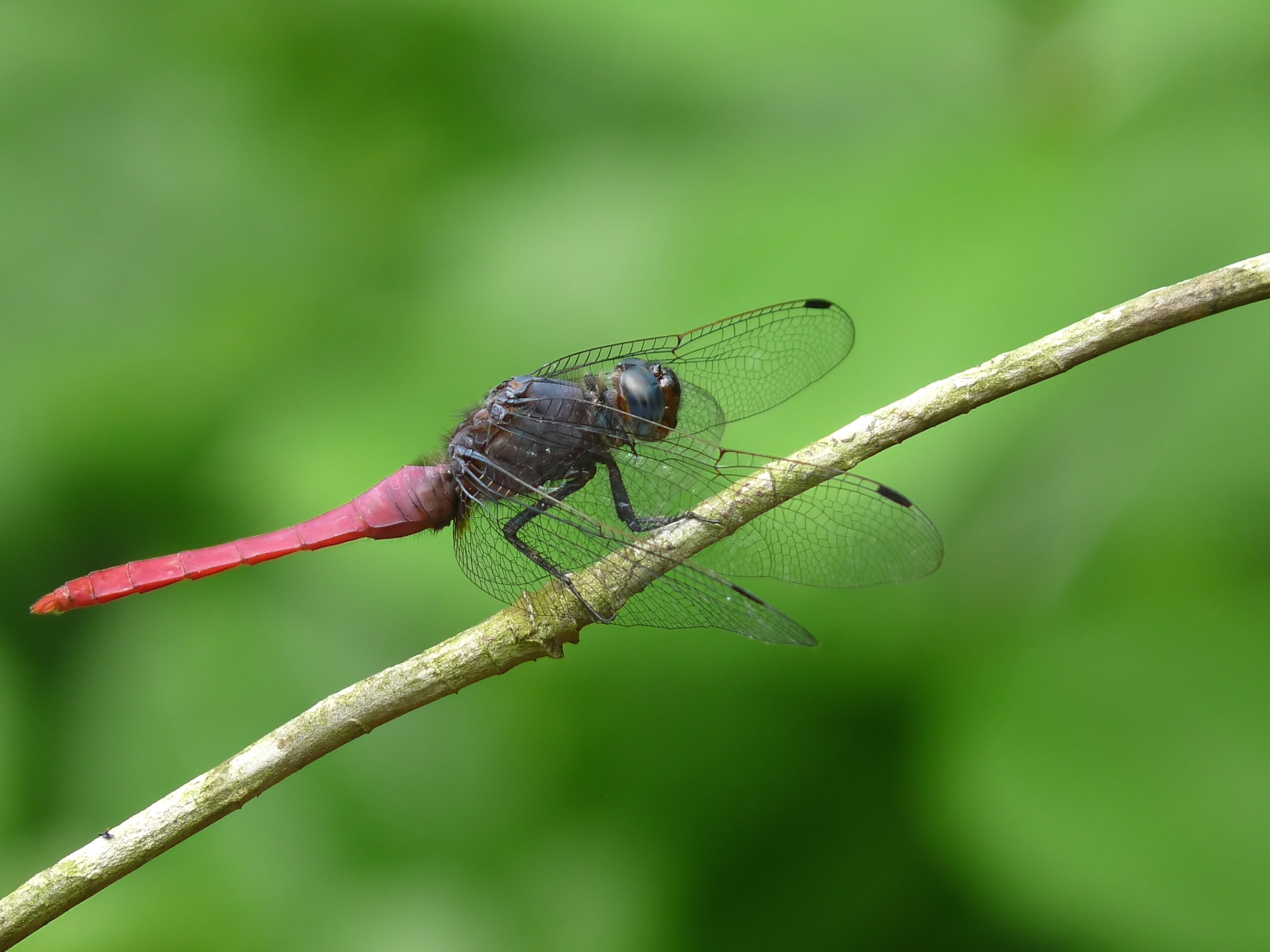 Orthetrum pruinosum male in Kadavoor