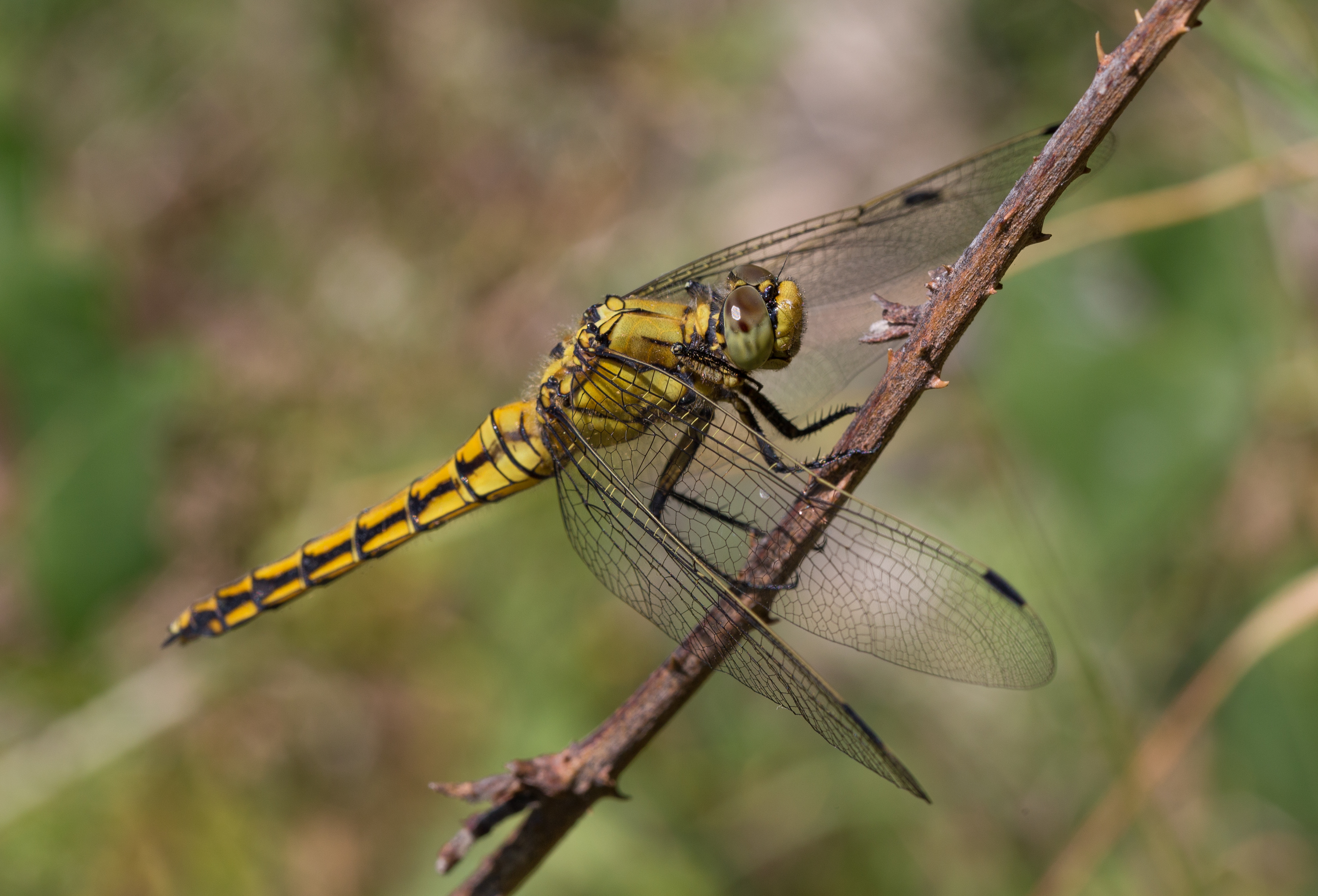 Orthetrum Réticulé
