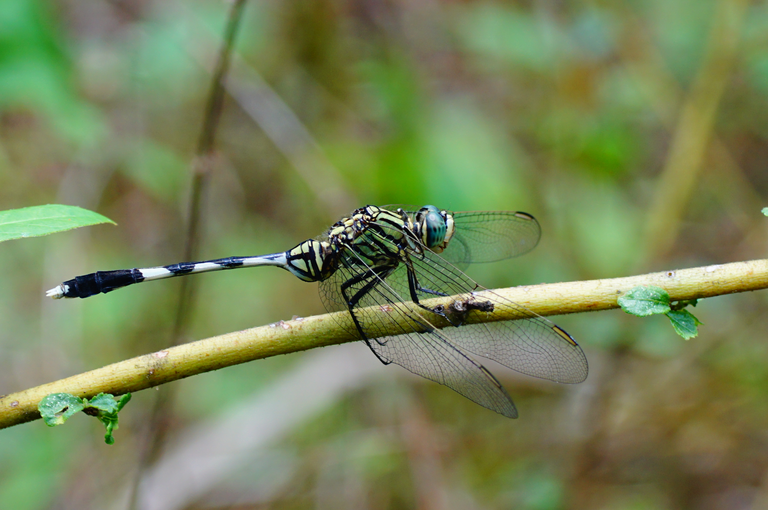 Orthetrum sabina 02950