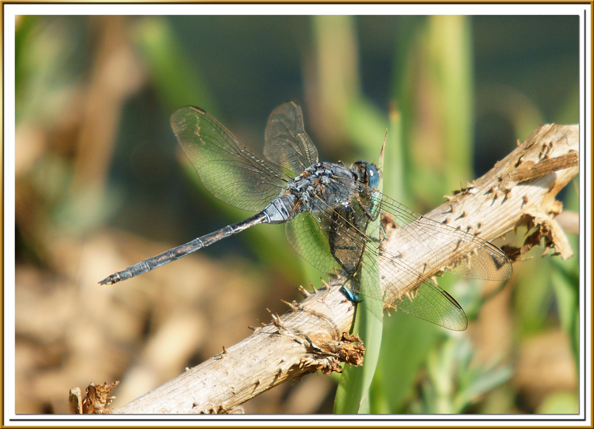 Orthetrum trinacria eats Ischnura elegans